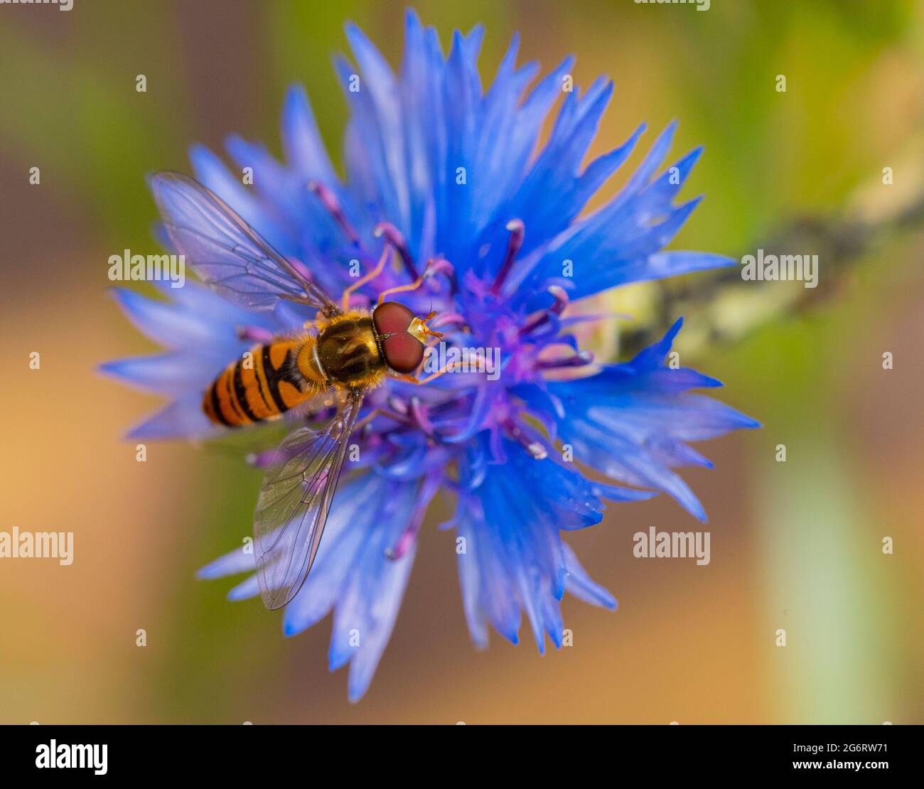 Hoverflies, syrphid flies, Hover Fly, on cornflowers, Bedfordshire, ROYAUME-UNI Banque D'Images