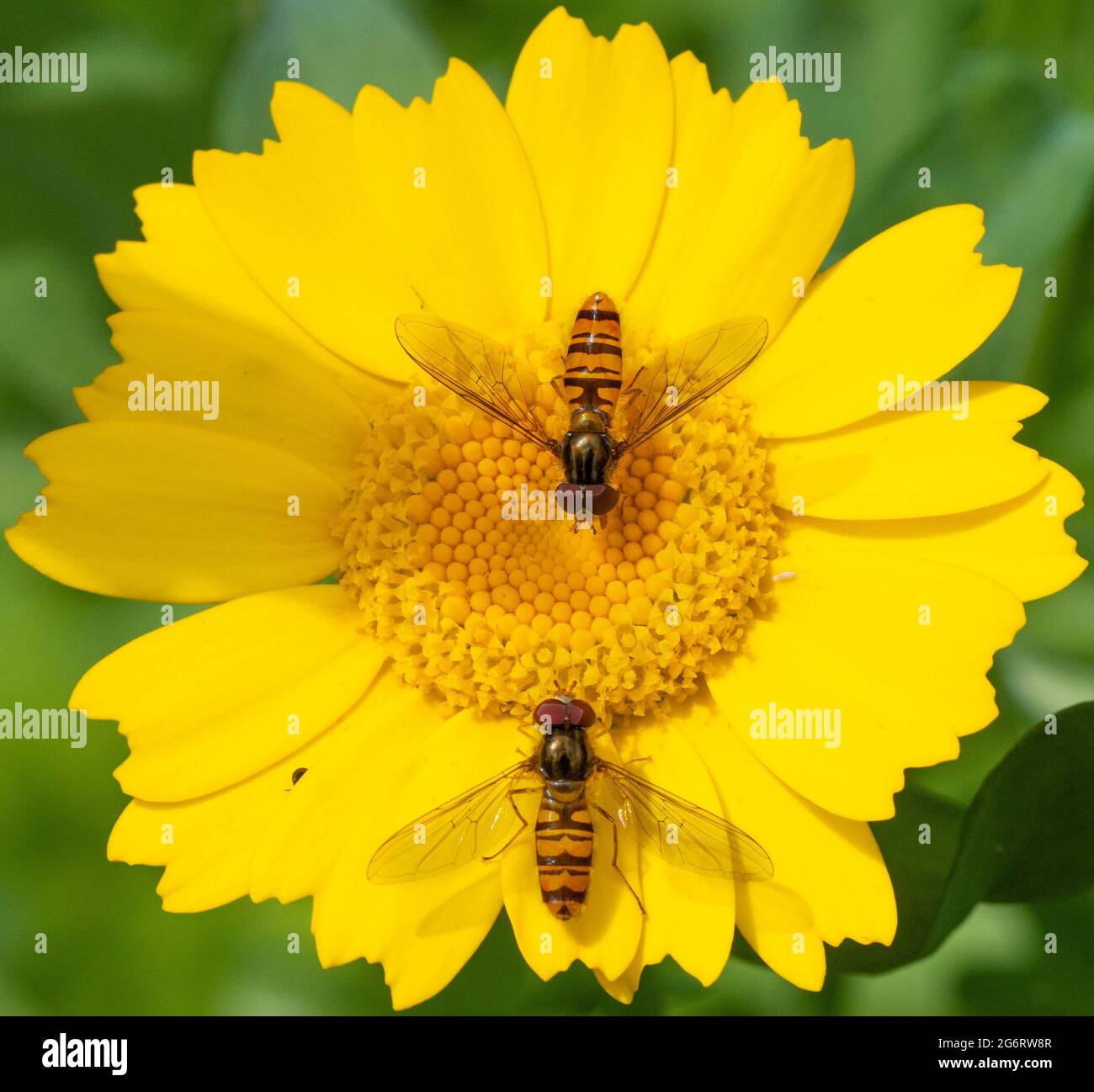 Vol stationnaire, mouches syrphides, bedfordshire Royaume-Uni, Banque D'Images