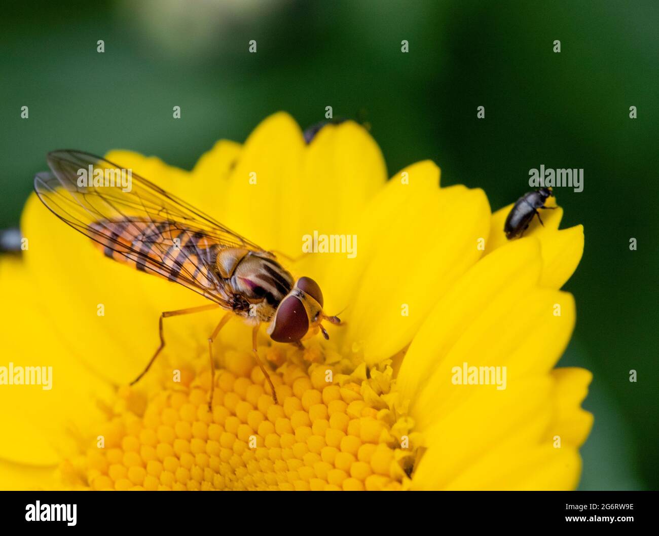 Vol stationnaire, mouches syrphides, bedfordshire Royaume-Uni, Banque D'Images