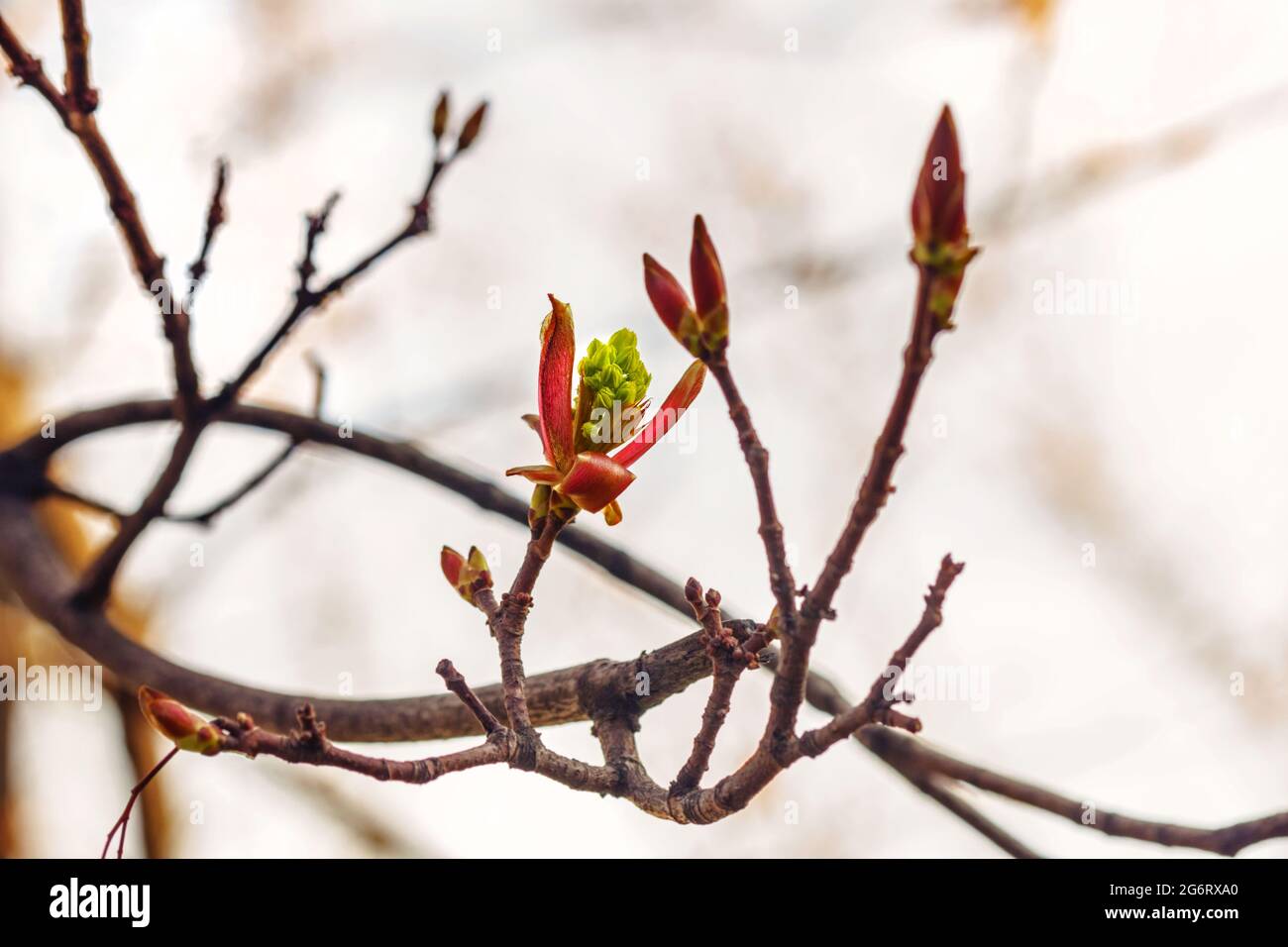 Véritables jolies branches de ressort avec des bourgeons comme symbole de positif Banque D'Images