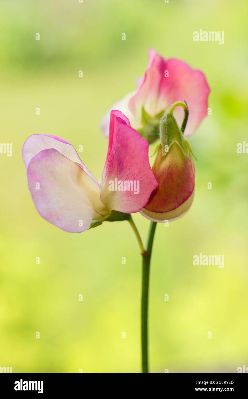 Lathyrus odoratus 'Dancer' pois doux poussant dans un jardin anglais. ROYAUME-UNI Banque D'Images