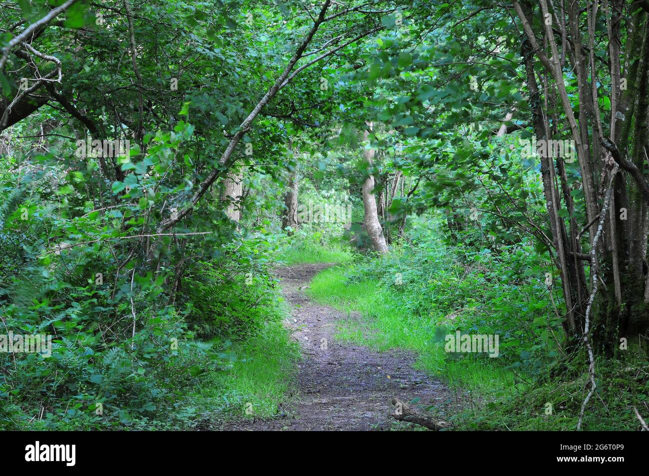 Powerstock Common, réserve naturelle Dorset Wildlife Trust. ROYAUME-UNI Banque D'Images