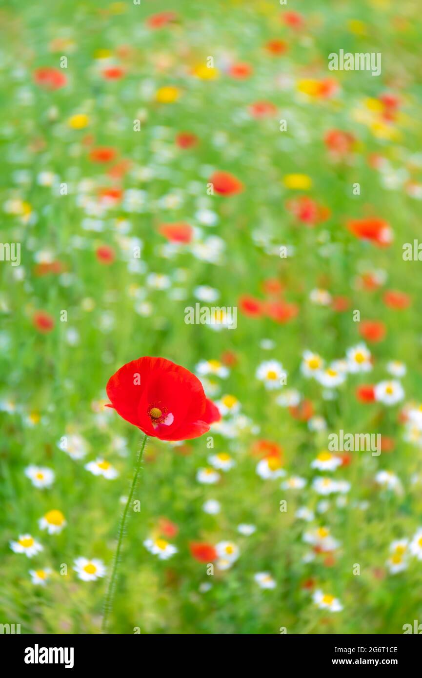 Coquelicot sauvage Banque D'Images