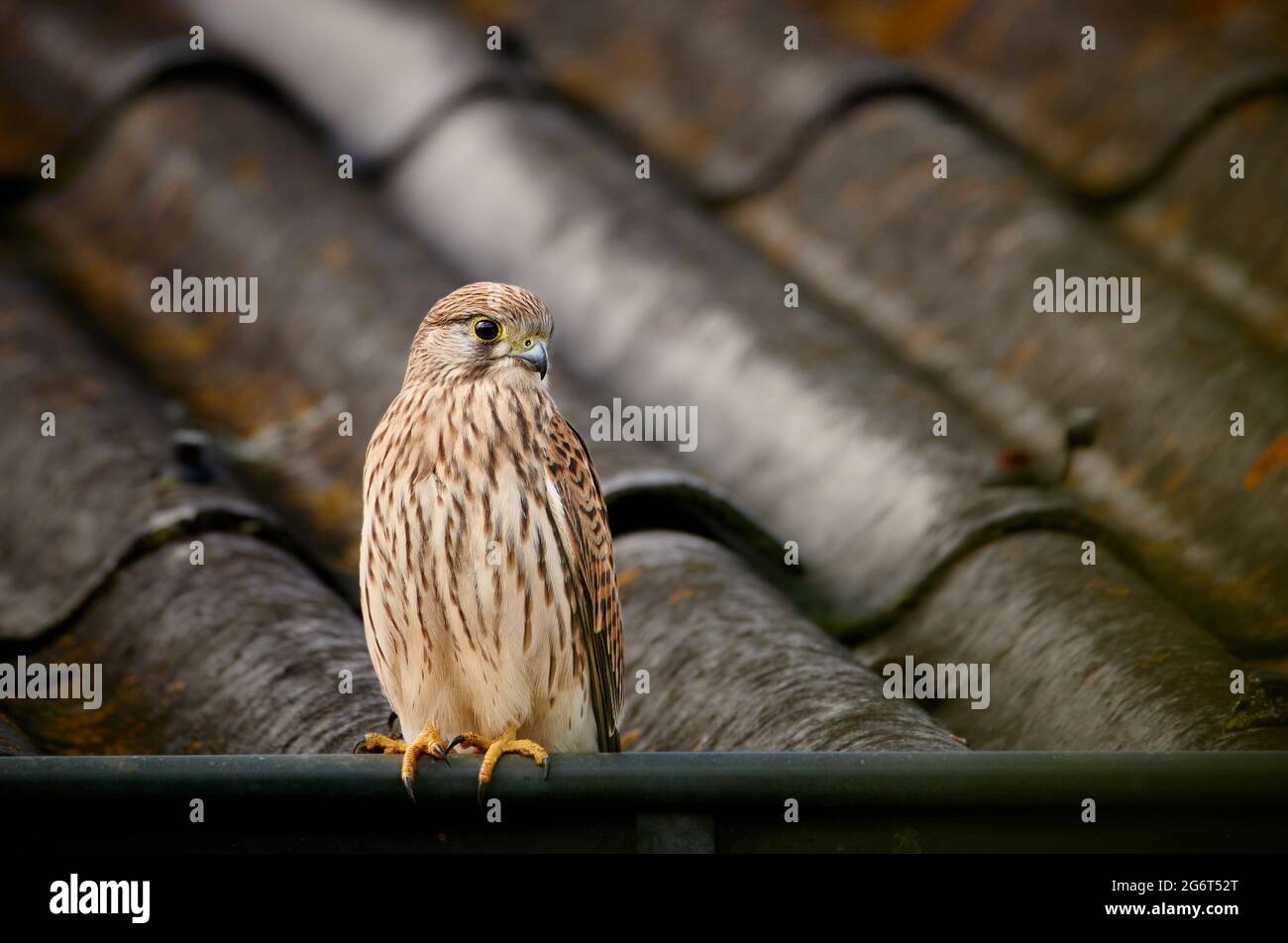 Turmfalke (Falco tinnunculus), Heinsberg, Nordrhein-Westfalen, Deutschland |kestrel commun (Falco tinnunculus), Heinsberg, Rhénanie-du-Nord-Westphalie, G Banque D'Images