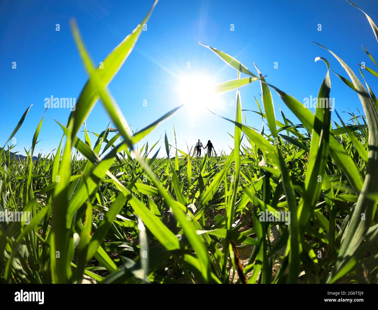 couple marchant dans le champ et tenant les mains au-dessus du coucher du soleil. Banque D'Images