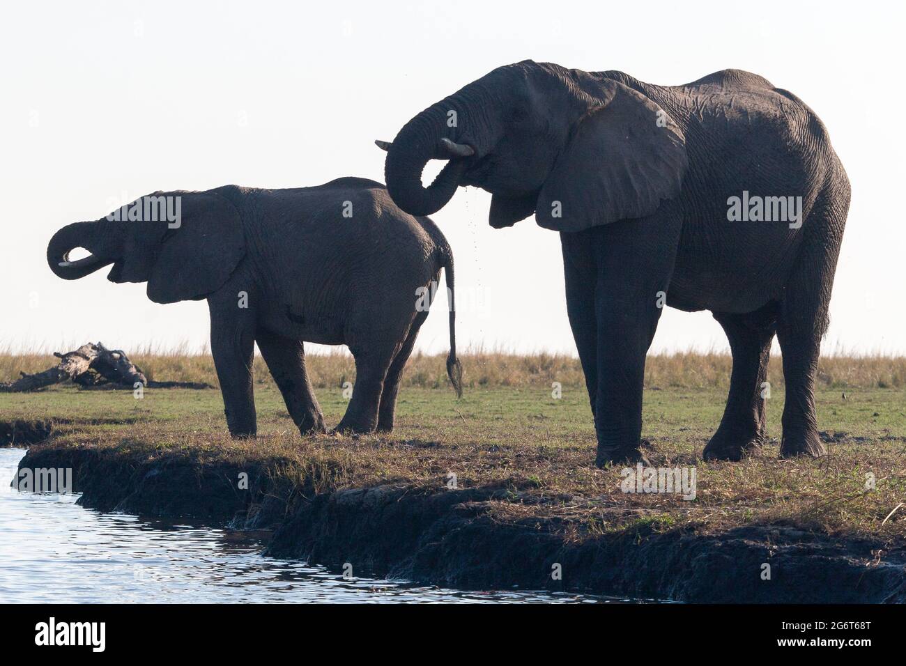 Éléphants buvant à la rivière Chobe Banque D'Images