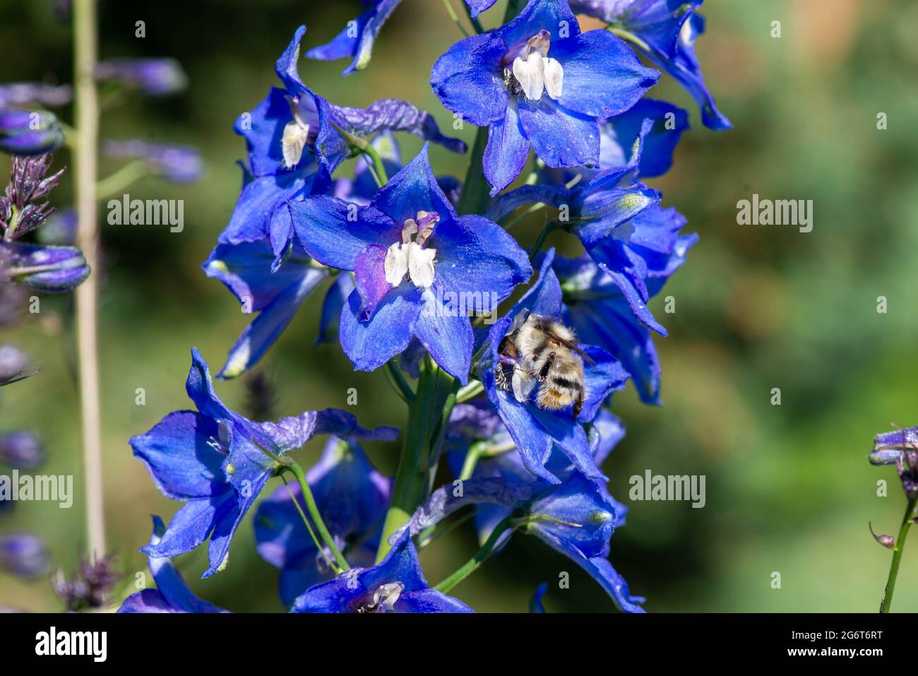 gros plan de la fleur bleue sur la pelouse Banque D'Images