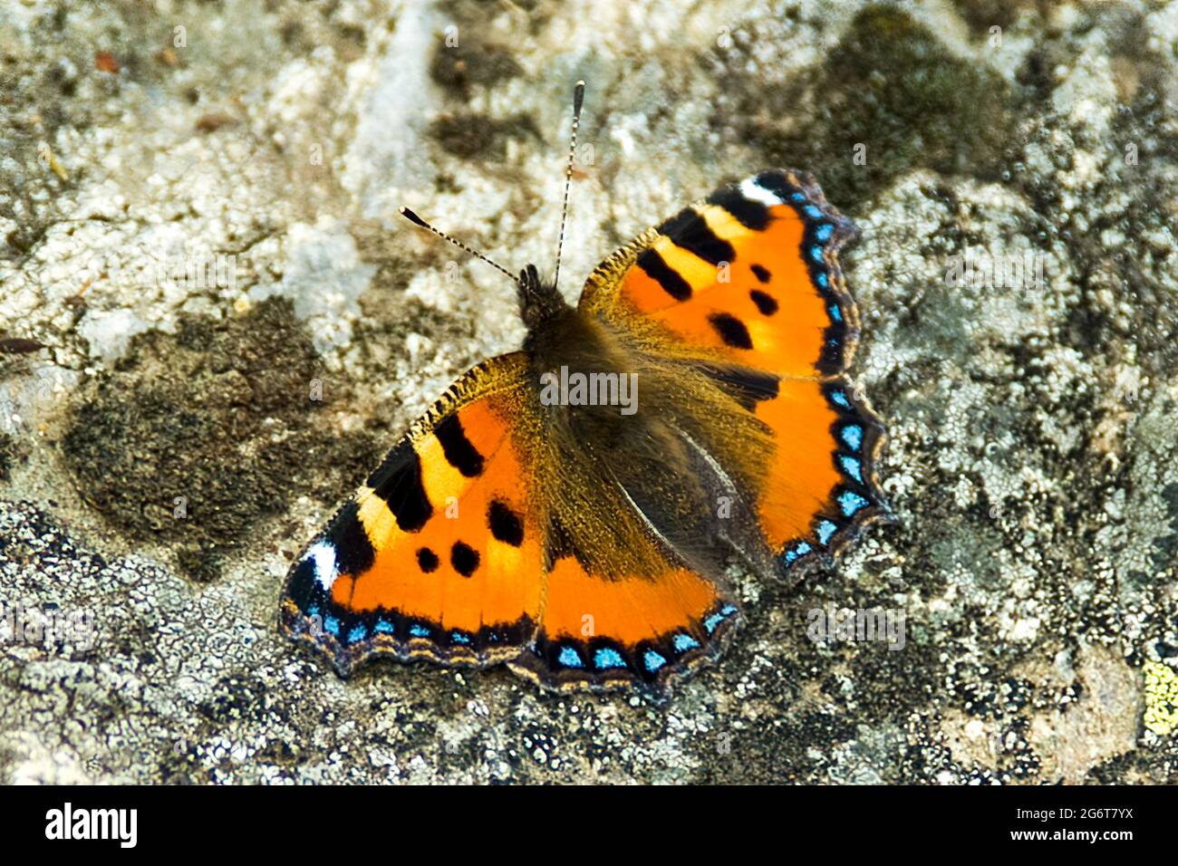 Un petit papillon Tortoiseshell se baquant « en ce moment », Guarda, Basse-Engadine, Suisse Banque D'Images