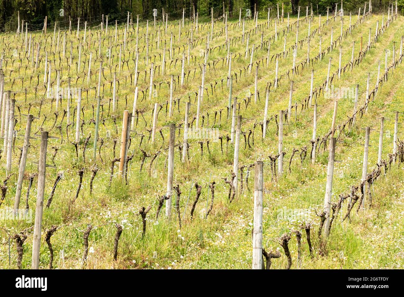 Vignoble de Chacolí dans la province de Vizcaya au pays Basque Banque D'Images