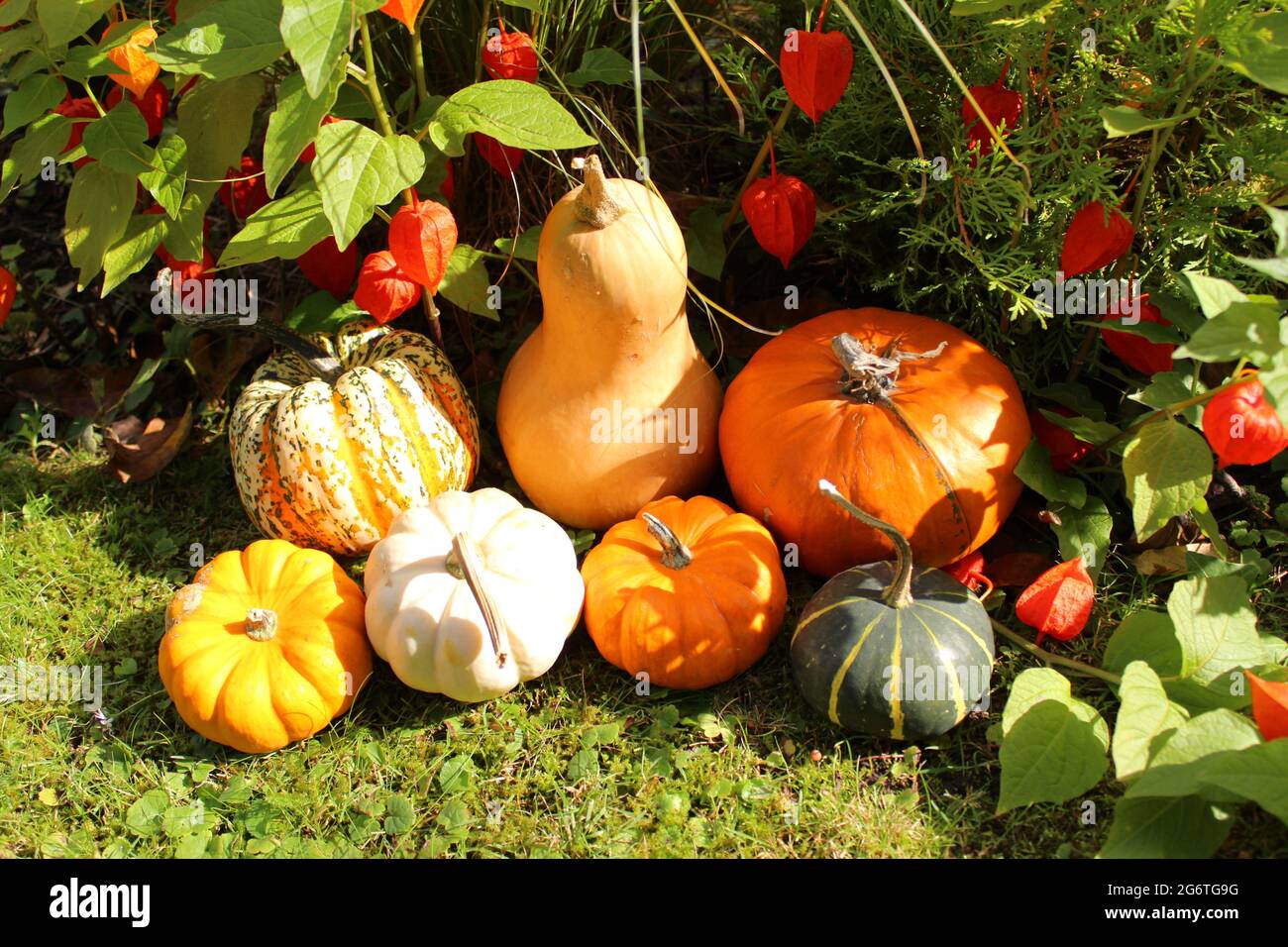 citrouilles et fleurs de lamion Banque D'Images