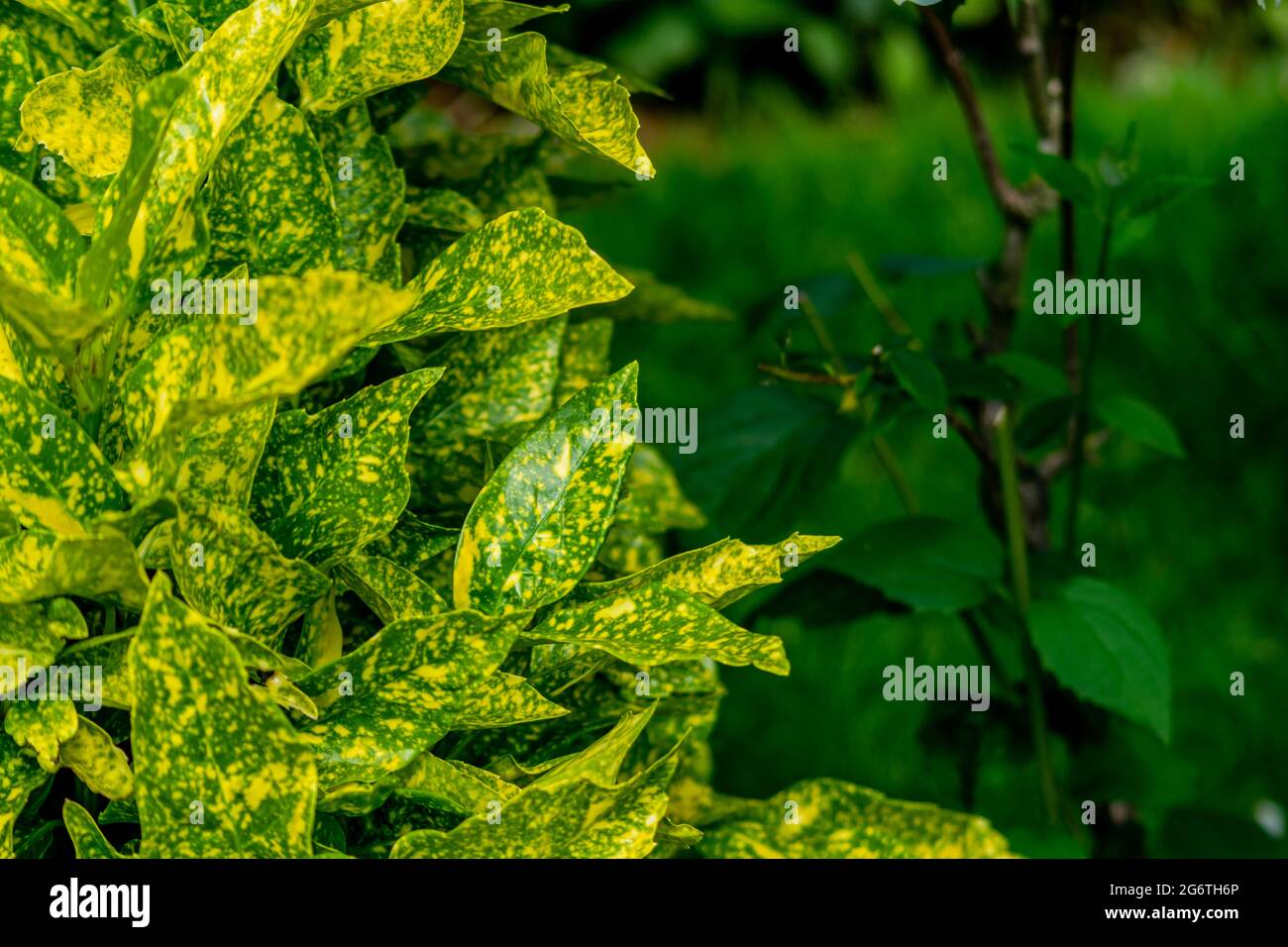 Gros plan de feuilles de Laurier vert japonais avec des taches jaunes et quelques plantes plus