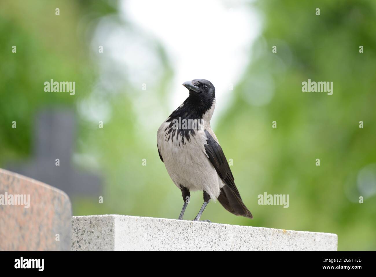 Vienne, Autriche. Crow (Corvus) au cimetière central de Vienne Banque D'Images Vienne, Autriche. Crow (Corvus) au cimetière central de Vienne Banque D'Images