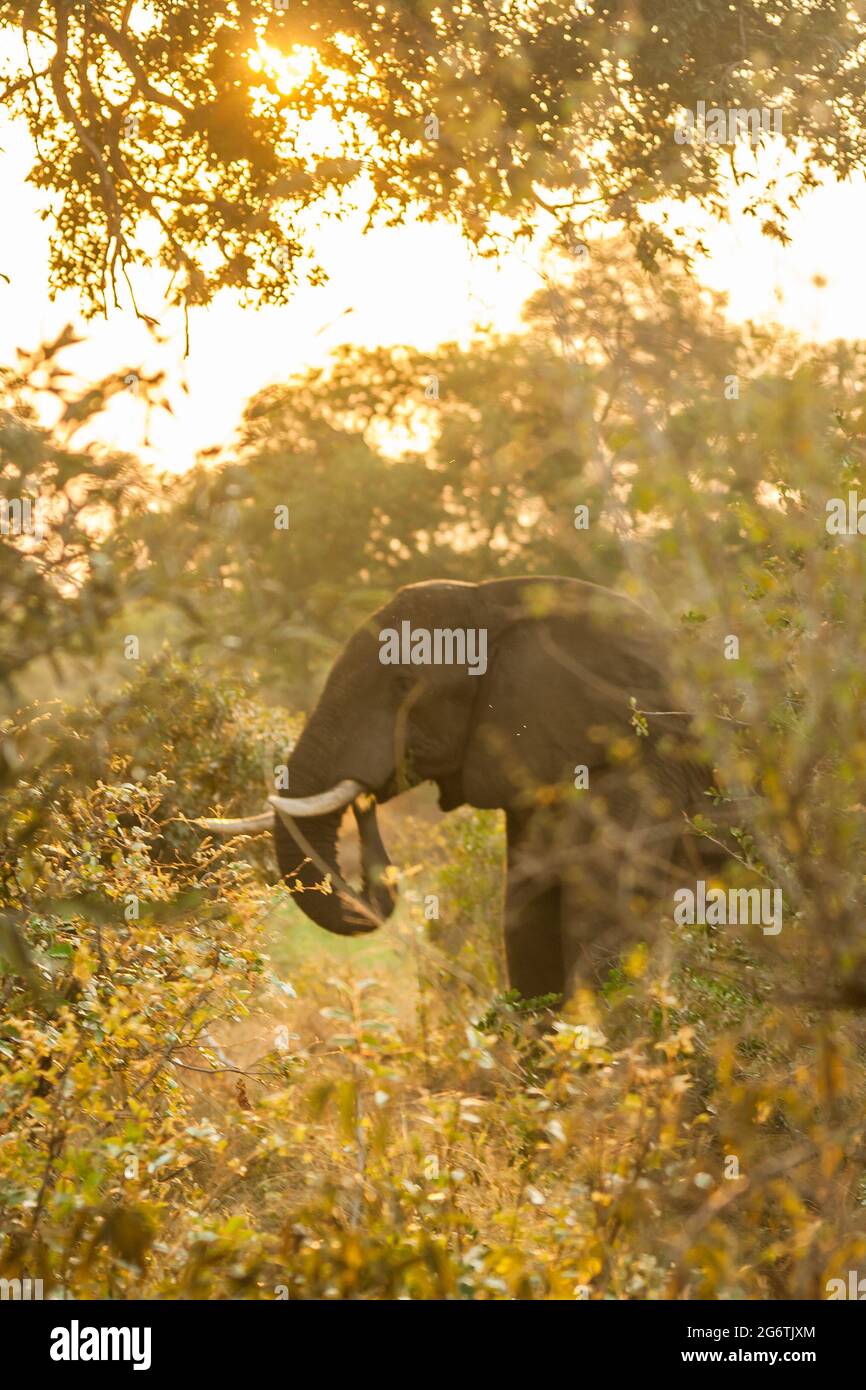 La tête d'un éléphant d'Afrique, Loxodanta Africana, encadrée de feuilles, en fin d'après-midi de soleil dans le Parc national Kruger, Afrique du Sud Banque D'Images