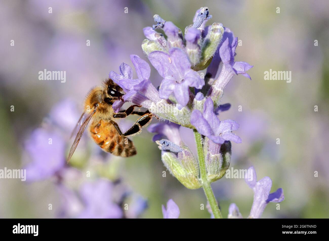 Une abeille recueille le pollen d'une plante de lavande dans le nord de l'Idaho. Banque D'Images