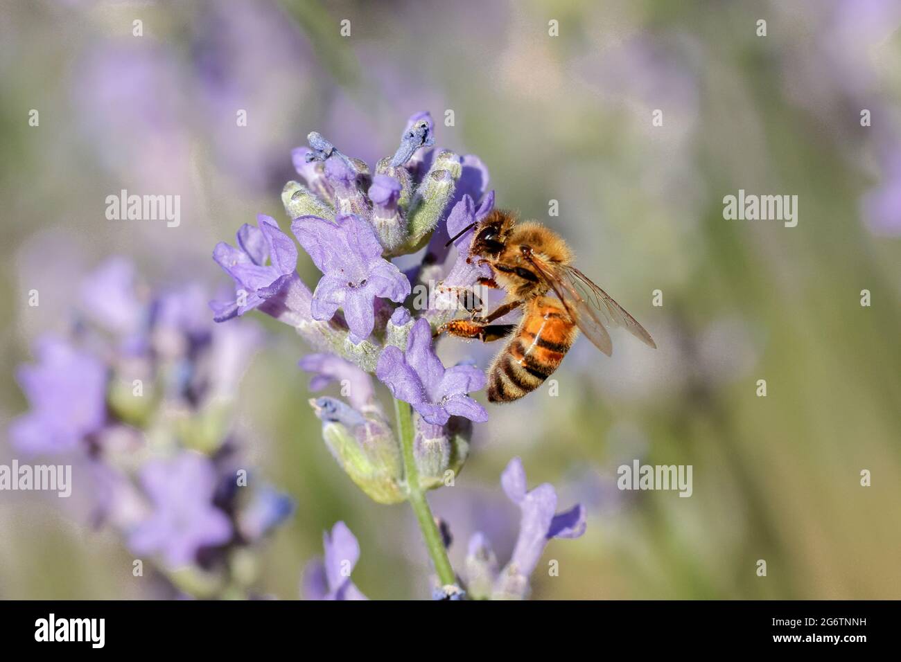 Une abeille recueille le pollen d'une plante de lavande dans le nord de l'Idaho. Banque D'Images