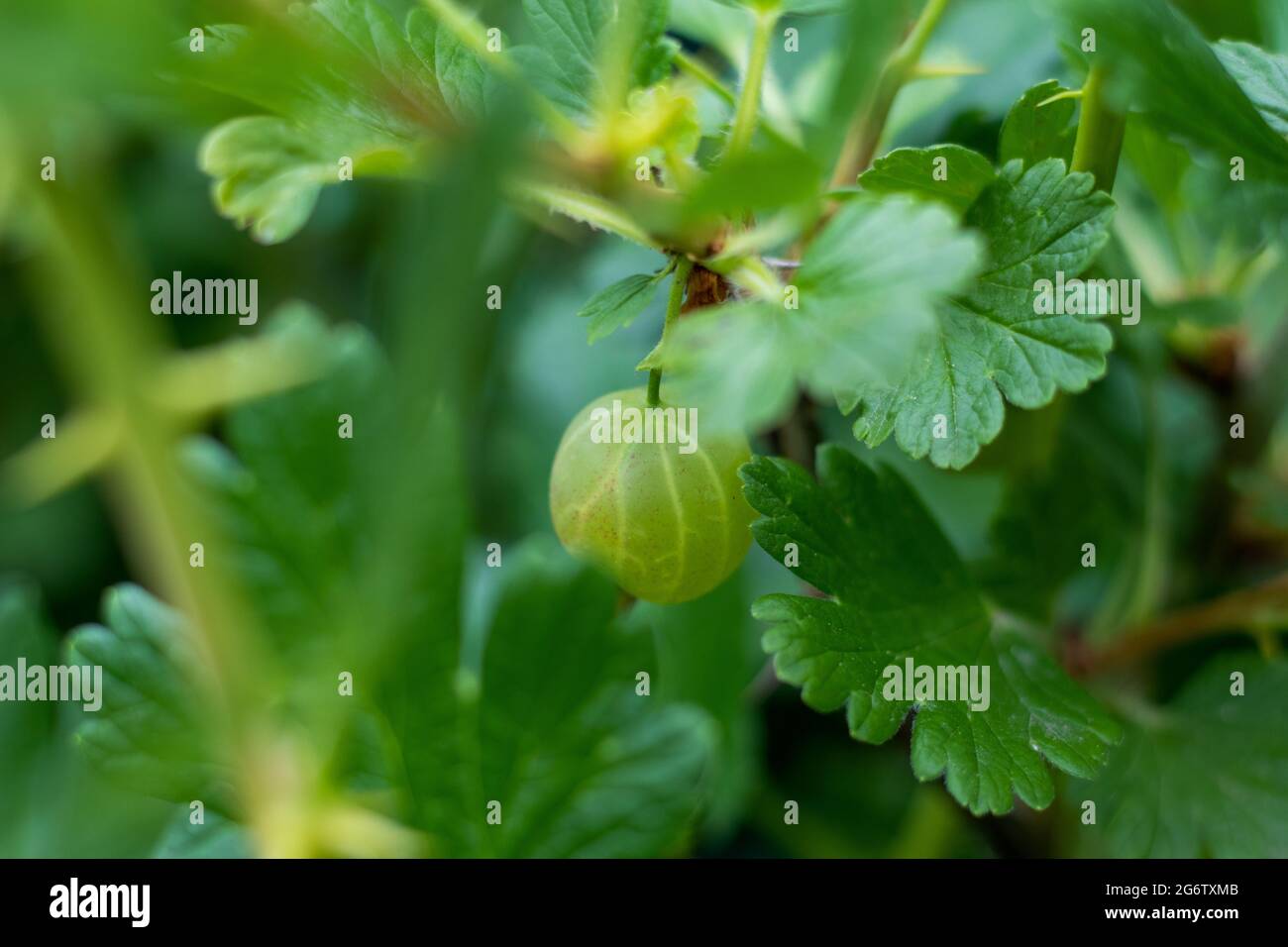 Baie de Gooseberry européenne (Agrastas) accrochée dans son usine Banque D'Images