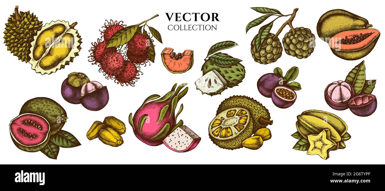 Composition de papaye colorée, goyave, fruit de la passion, amidons, durian, rambutan, pitaya, jackfruit, sucre-pomme, soussop, mangoustan Illustration de Vecteur