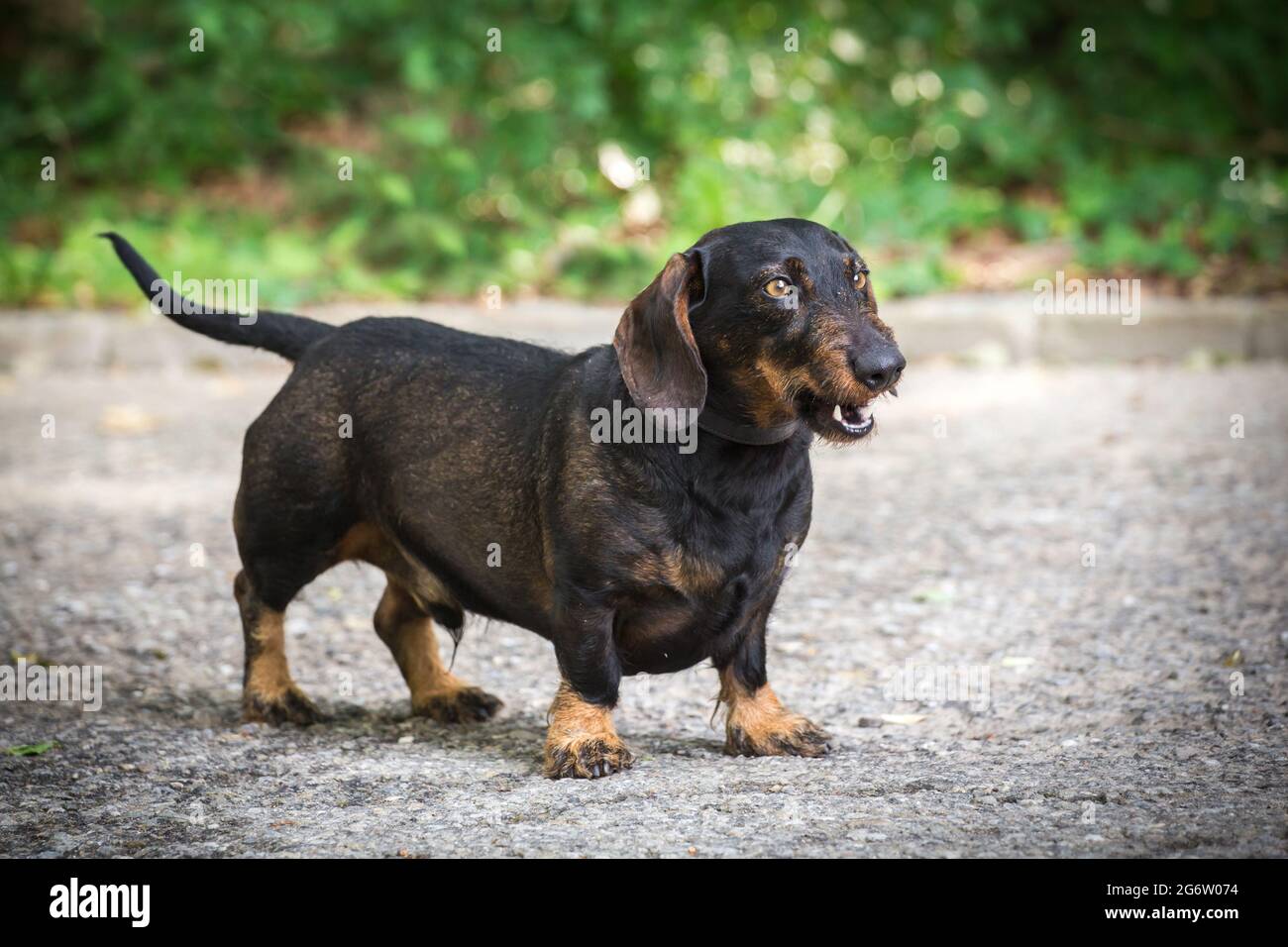 Dachshund à poil dur (Rauhhaardackel) Banque D'Images