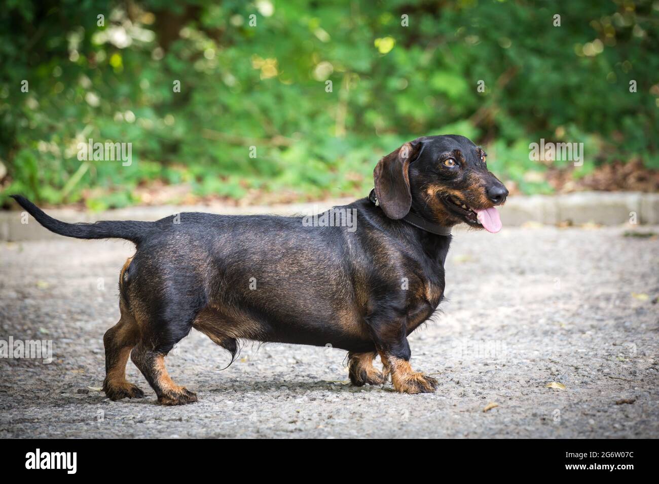 Dachshund à poil dur (Rauhhaardackel) Banque D'Images