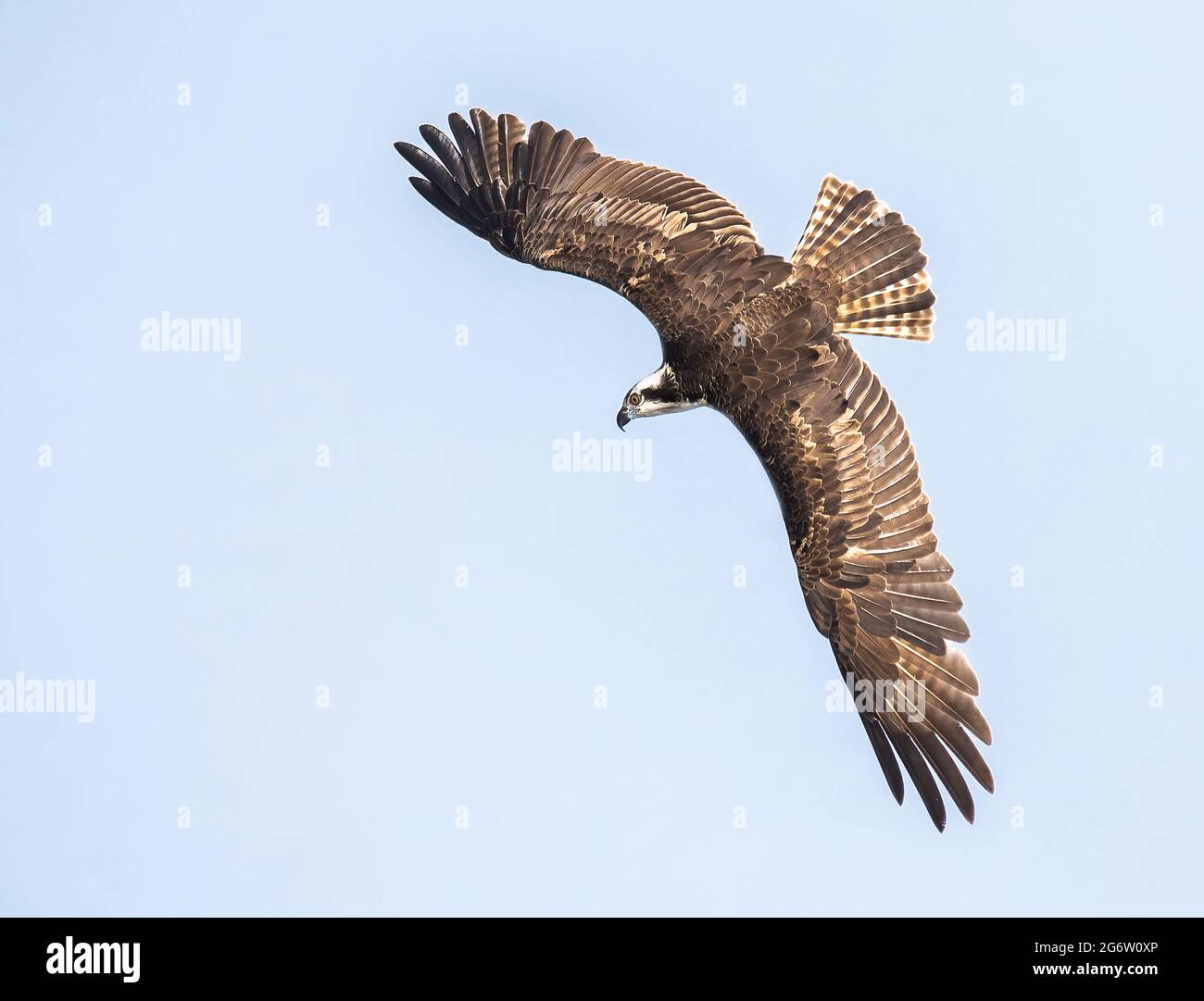 Osprey dans une plongée Banque D'Images