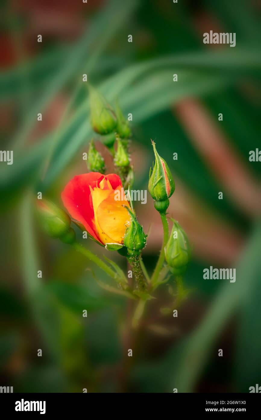 Remarquable Rosa Bright and Breezy = 'Dicjive', Floribunda Rose 'Bright and Breezy', portrait naturel des plantes Banque D'Images