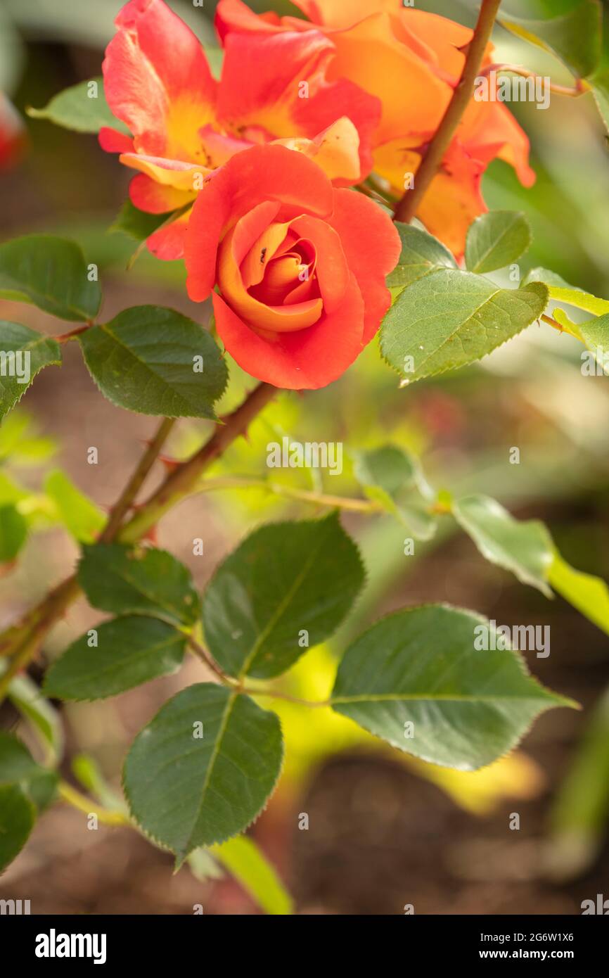 Remarquable Rosa Bright and Breezy = 'Dicjive', Floribunda Rose 'Bright and Breezy', portrait naturel des plantes Banque D'Images