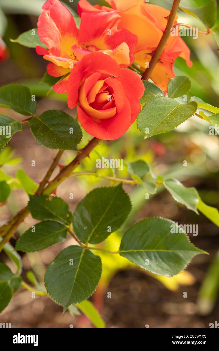 Remarquable Rosa Bright and Breezy = 'Dicjive', Floribunda Rose 'Bright and Breezy', portrait naturel des plantes Banque D'Images