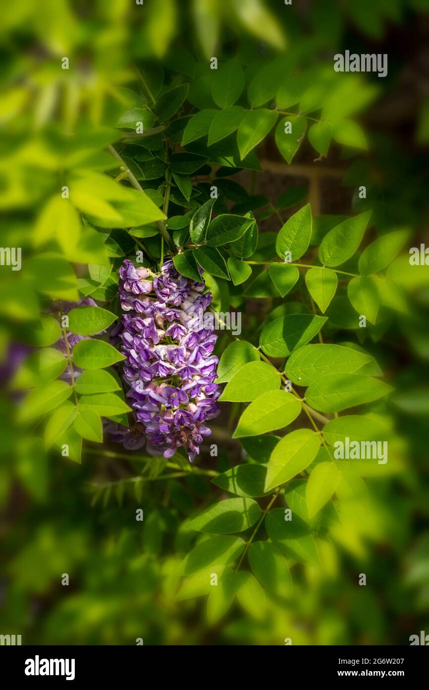 Wisteria frutescens 'Longwood Purple' Banque D'Images