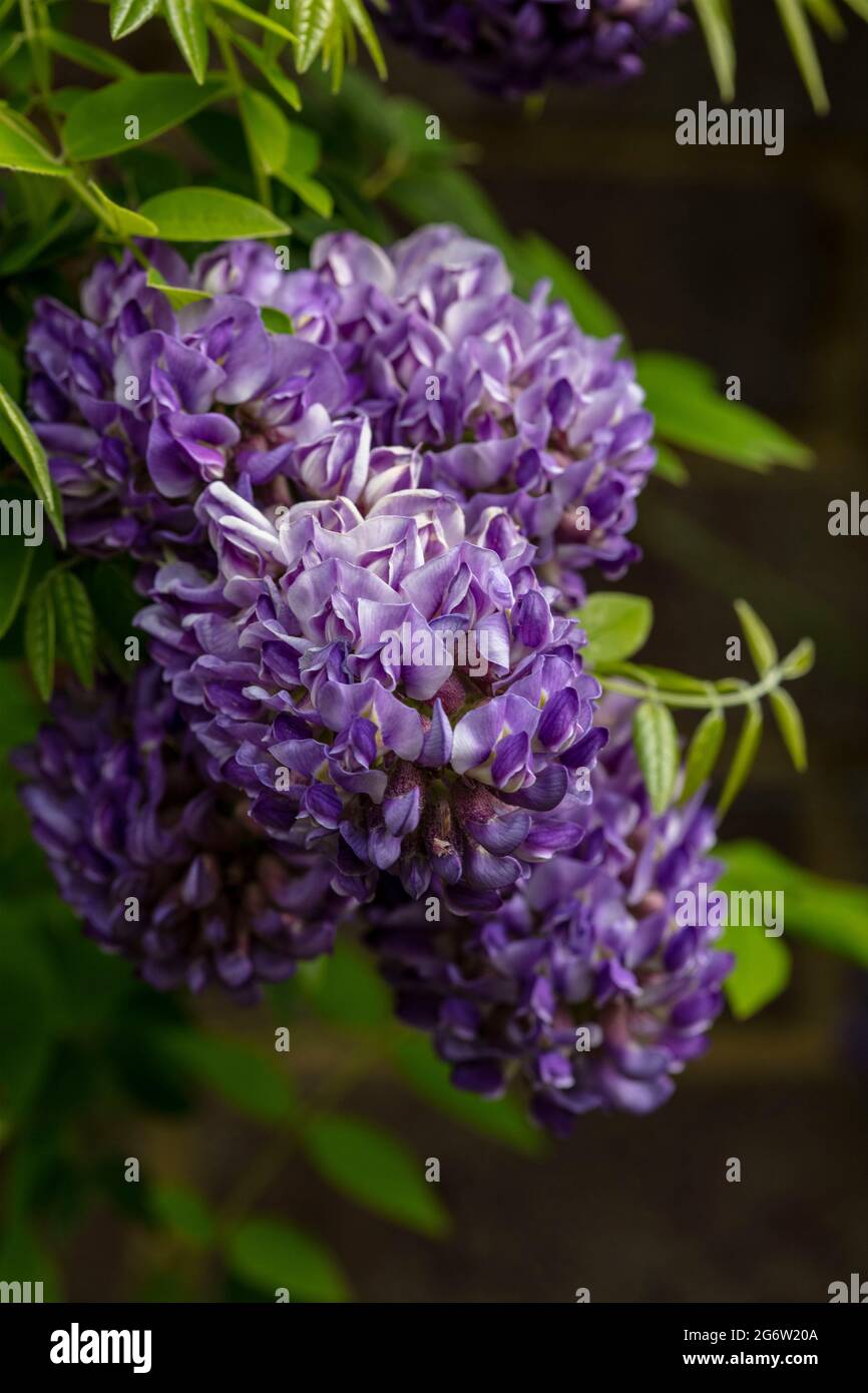 Wisteria frutescens 'Longwood Purple' Banque D'Images