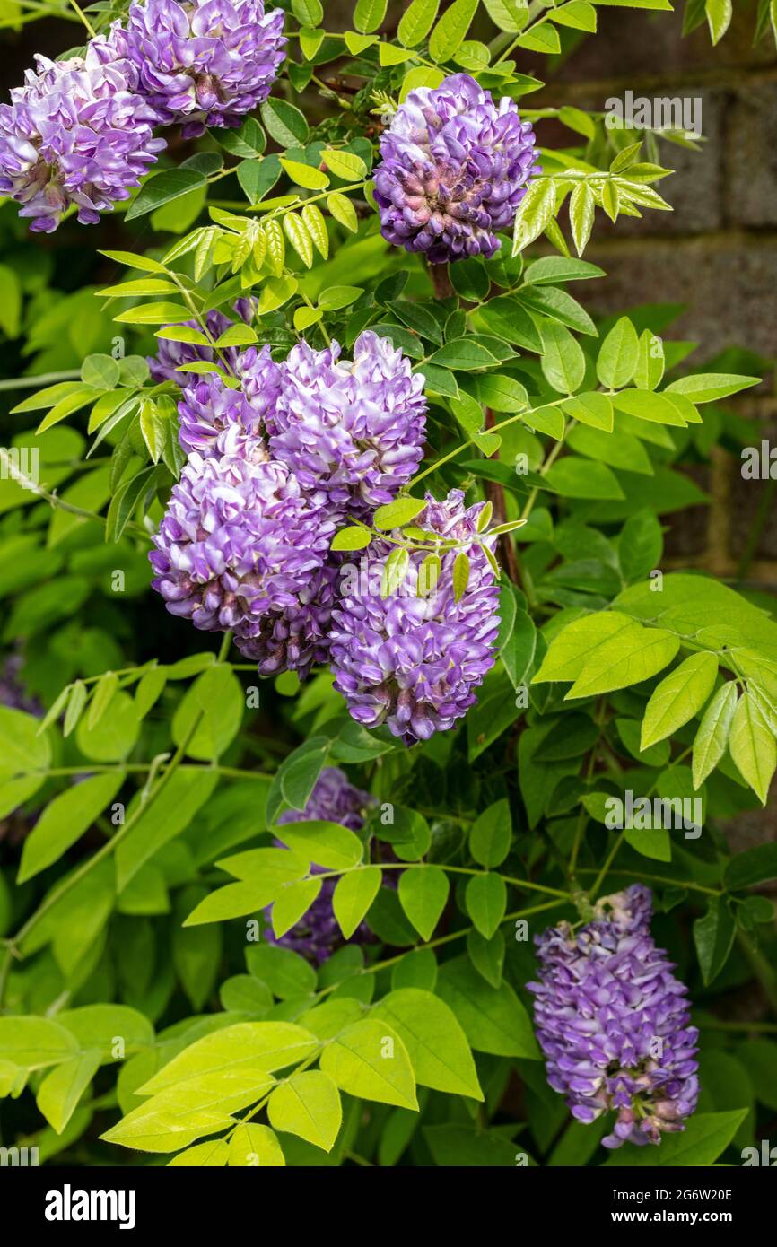 Wisteria frutescens 'Longwood Purple' Banque D'Images