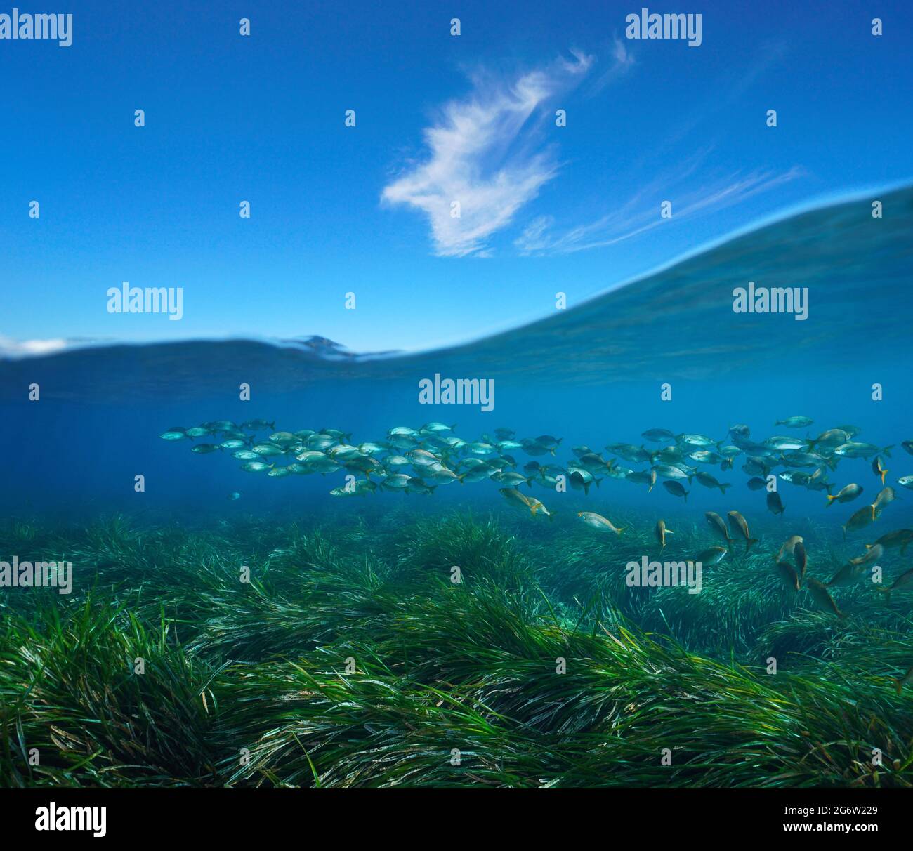 Herbes marines avec poissons mer sous-marine et ciel bleu avec nuage, vue partagée sur et sous la surface de l'eau, mer Méditerranée Banque D'Images