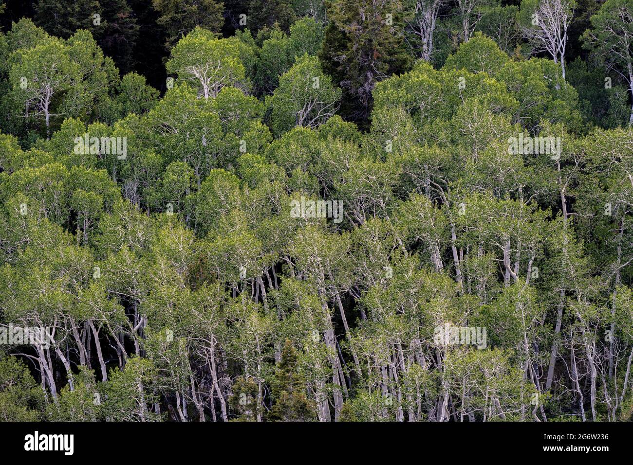 Les Aspens en agitant dans le parc national de Great Basin s'étendent à travers l'image Banque D'Images