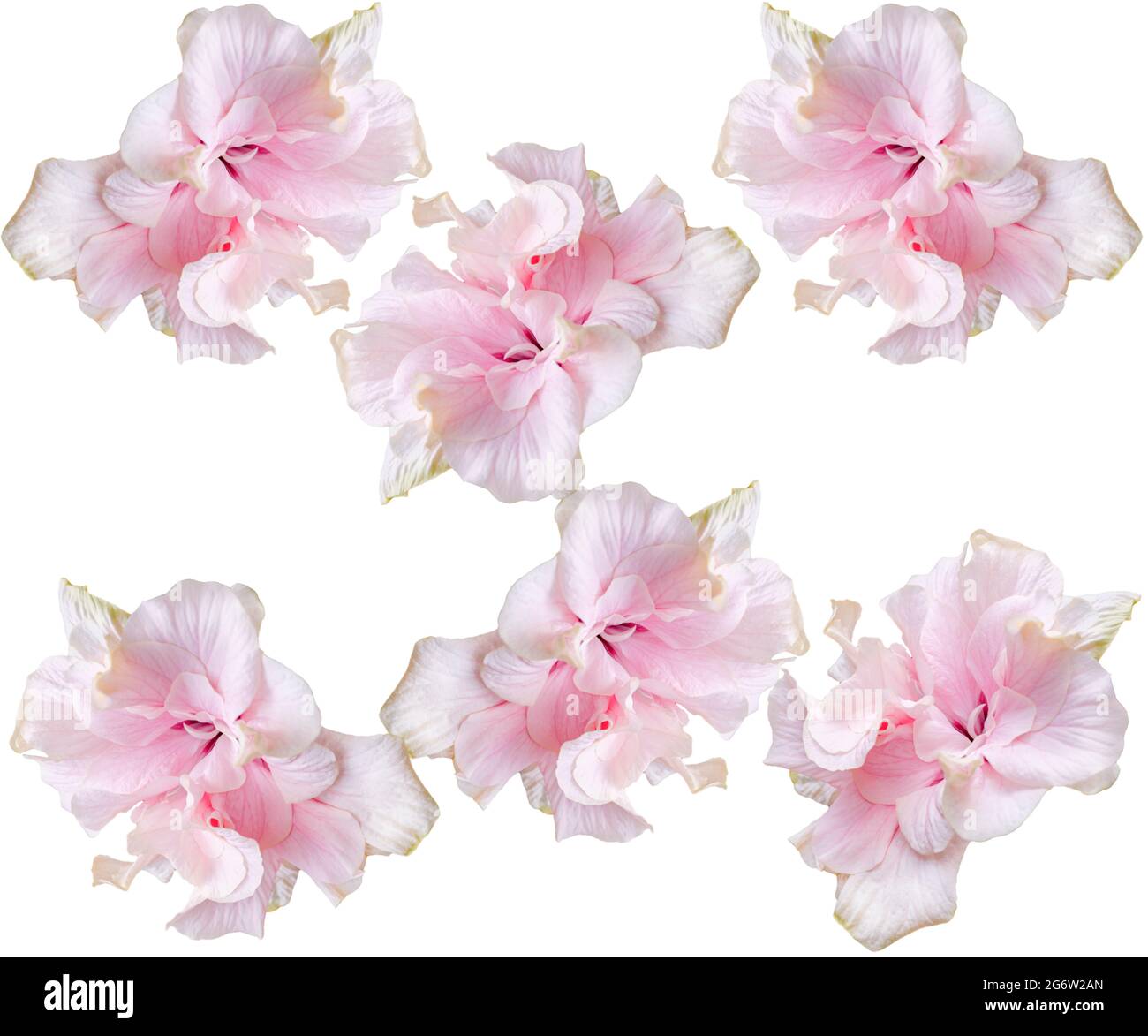 fleurs d'hibiscus roses dans un motif sans couture sur un fond blanc Banque D'Images