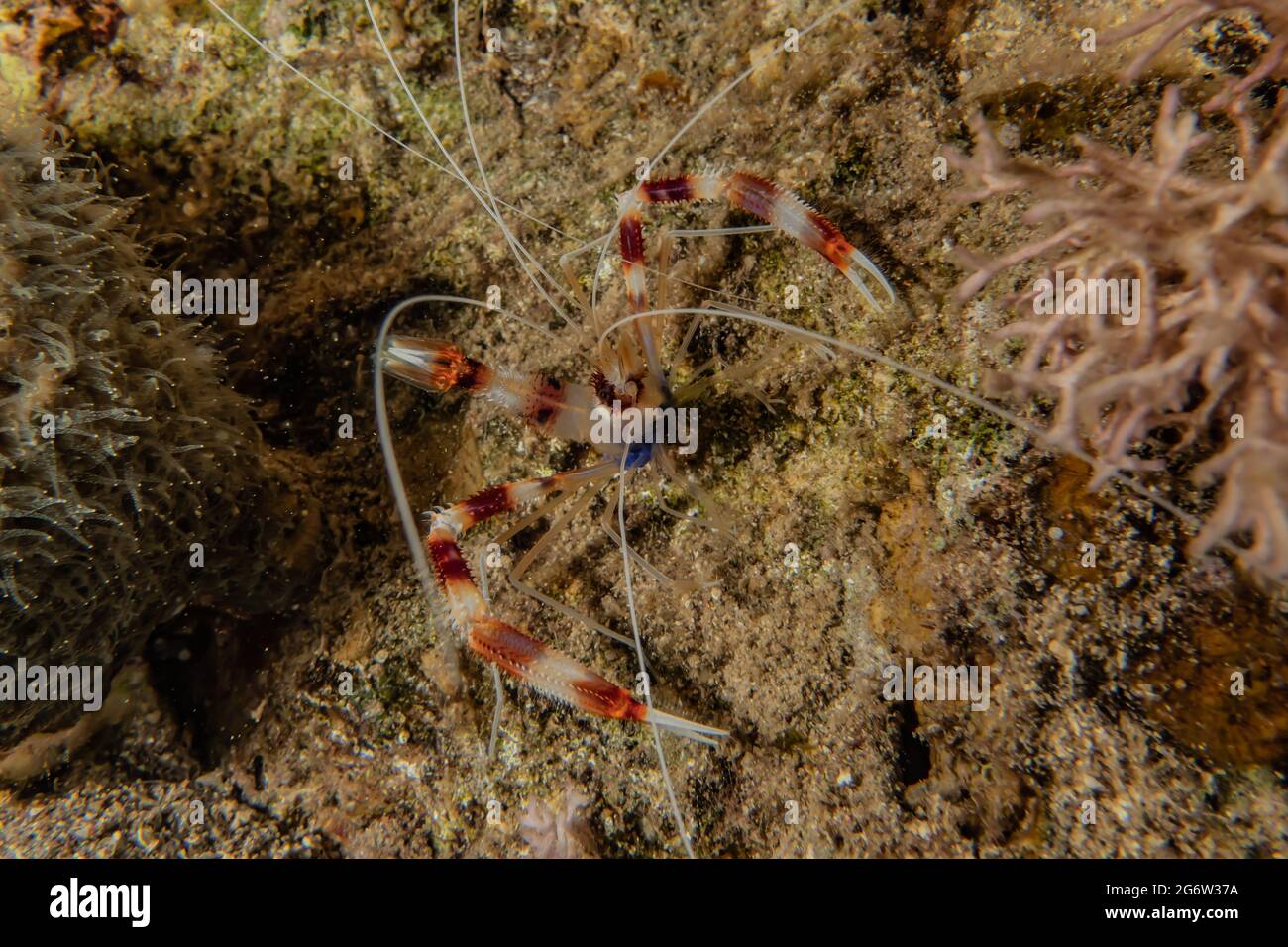 Crevette corail baguée Stenopus hispidus dans la mer Rouge Eilat Israël Banque D'Images