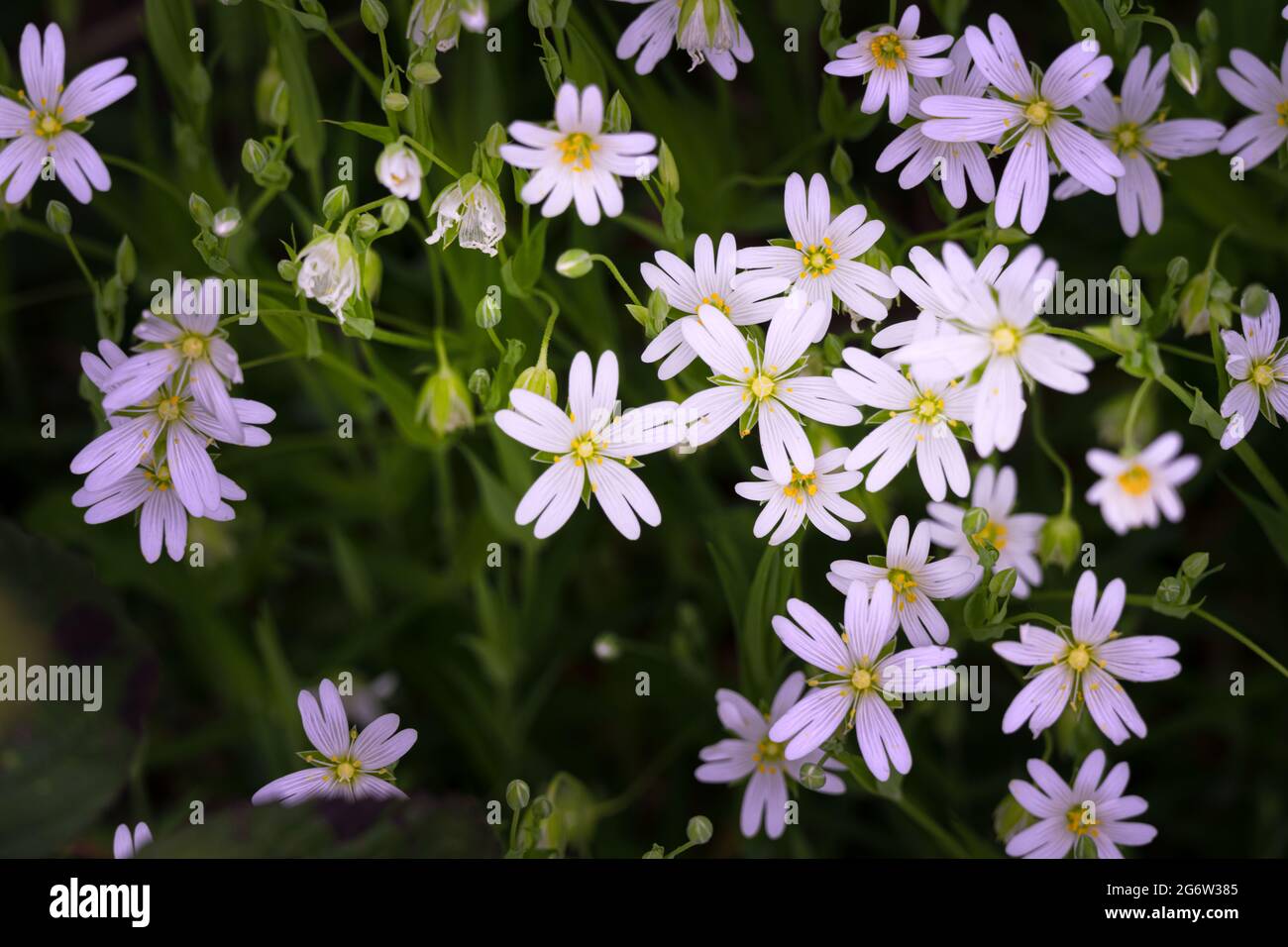Gros plan de la chiche de champ ou des fleurs de Cerastium arvense au soleil au printemps Banque D'Images