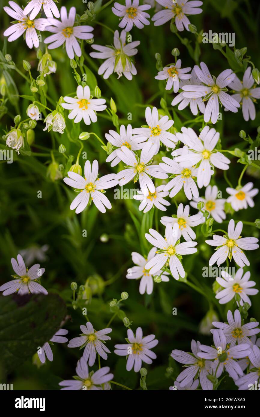 Gros plan de la chiche de champ ou des fleurs de Cerastium arvense au soleil au printemps Banque D'Images