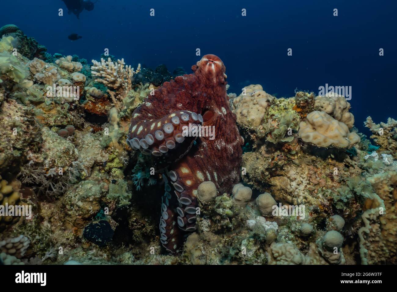 Poulpe, roi du camouflage dans la mer Rouge, Eilat Israël Banque D'Images