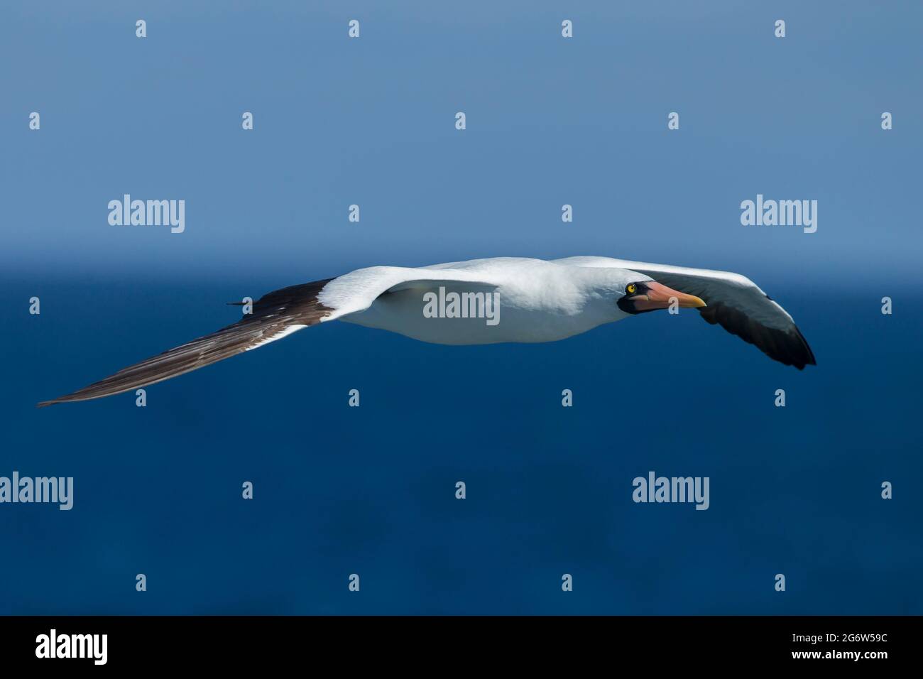 Nazca Booby (Sula granti) en vol Banque D'Images