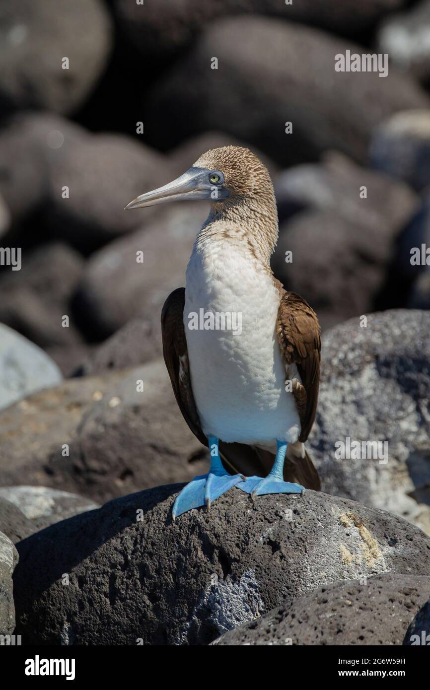 Blue-footed Booby (Sula nebouxii) adulte mâle Banque D'Images