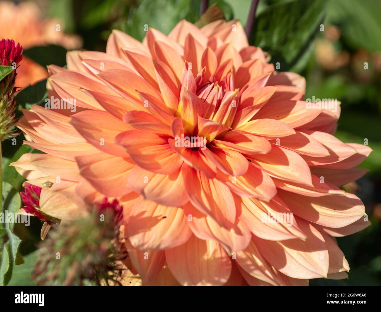 Dhalia 'Nicholas' plante herbacée florale mi-été à fin pour jardins de chalets et bordures de fleurs. Hampshire, Angleterre Banque D'Images