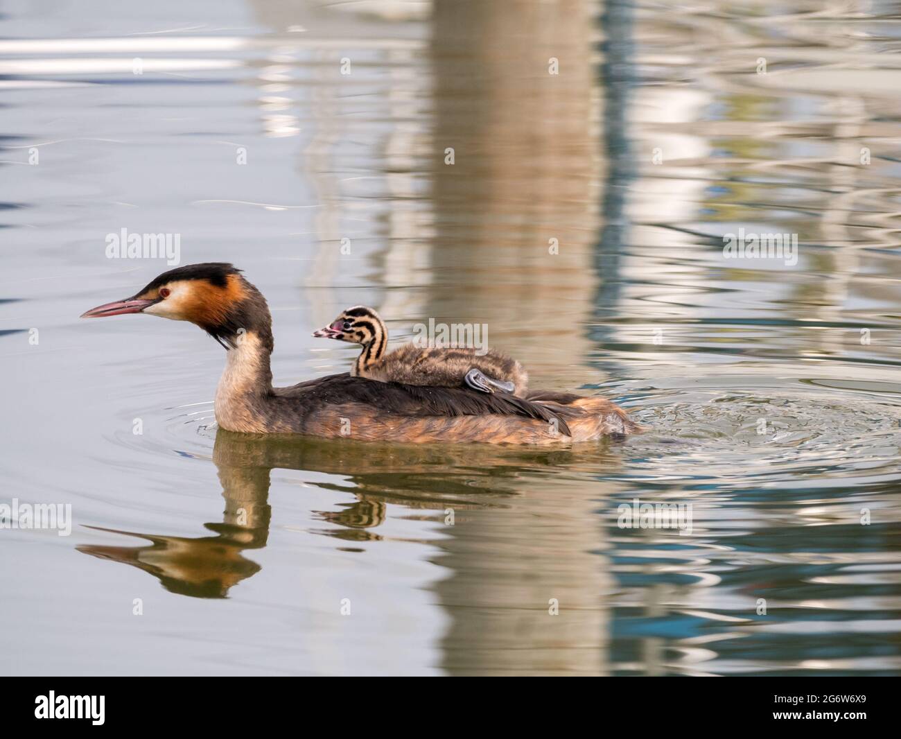 Grèbe huppé Podiceps cristatus, juvénile, effectué à l'arrière de l'adulte, Pays-Bas Banque D'Images