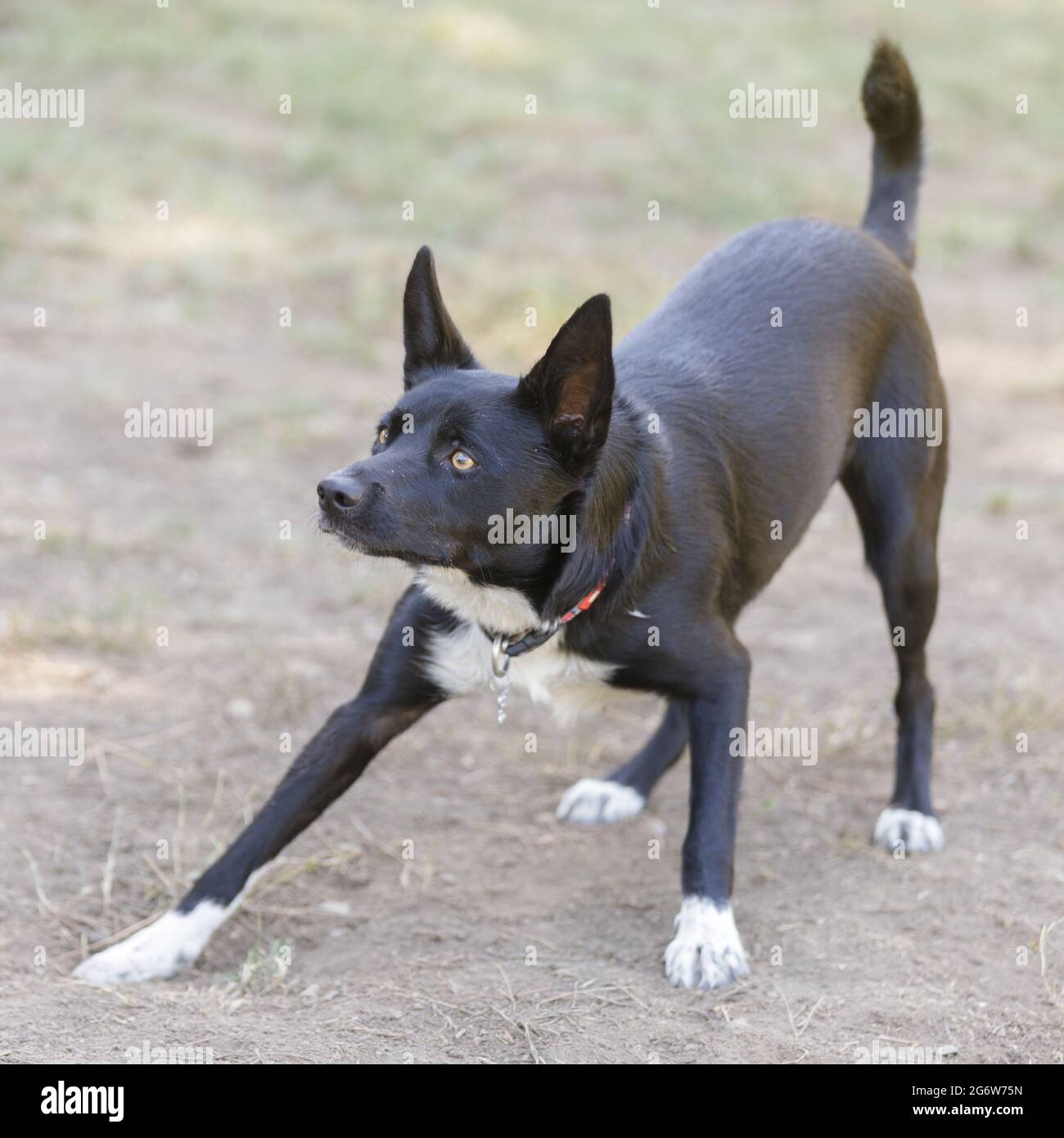 Nab Puppy femelle de 1 an, noir et blanc, prêt à fetch ball. Parc pour chiens hors-laisse dans le nord de la Californie. Banque D'Images