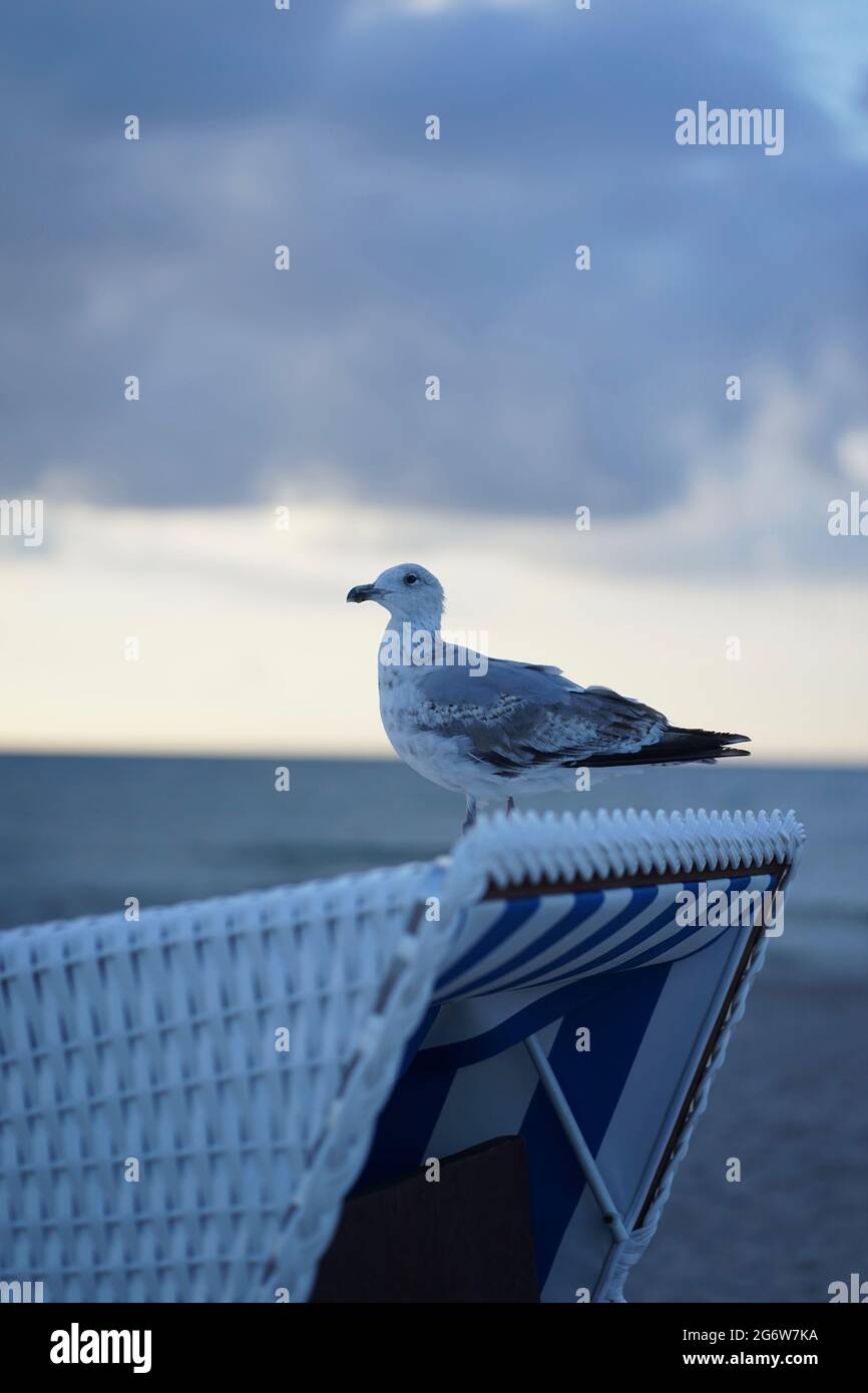Jeune harengs européen assis sur une strandkorb à la plage de Warnemünde Banque D'Images