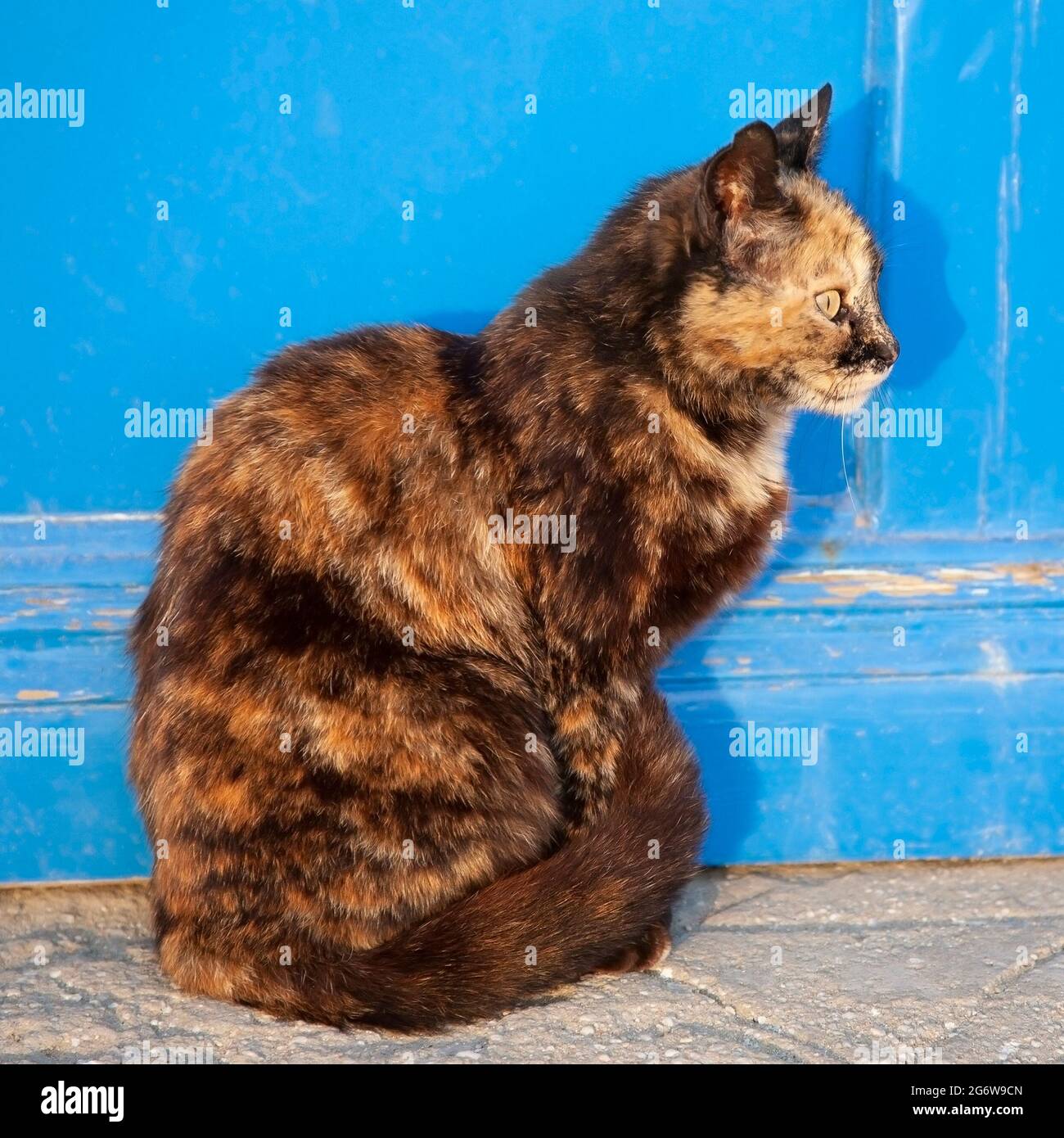 Chat Felis Catus Domesticus Banque De Photographies Et D Images A Haute Resolution Alamy