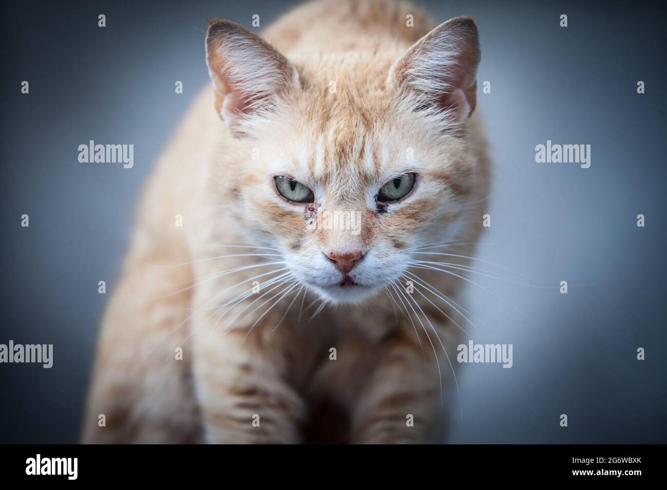 Photo d'un chat à tête rouge errant, regardant le photographe avec des yeux en colère. Banque D'Images