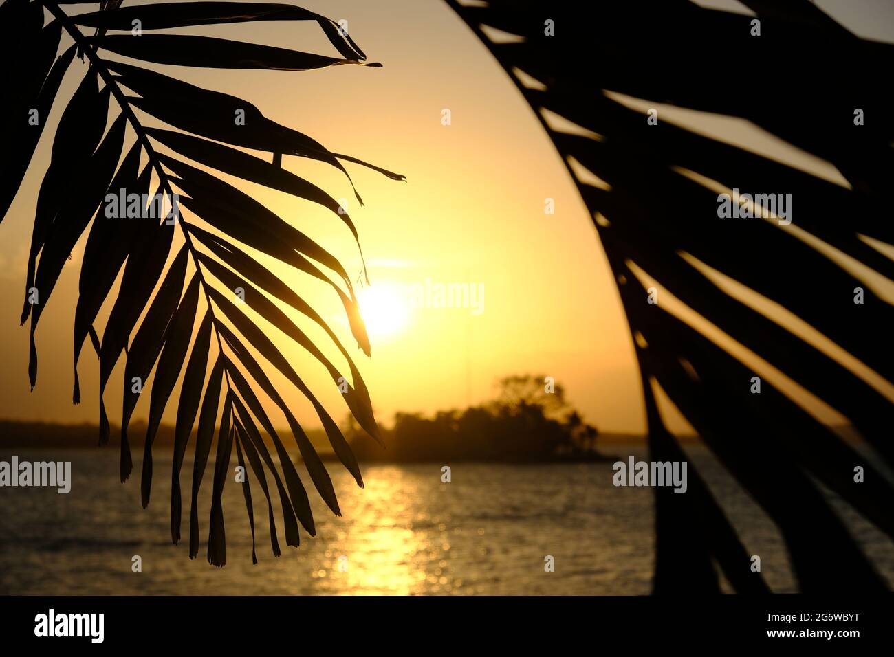 Guatemala Flores - Ile de Flores - Isla de Flores - branche de palmier à proximité coucher de soleil Banque D'Images