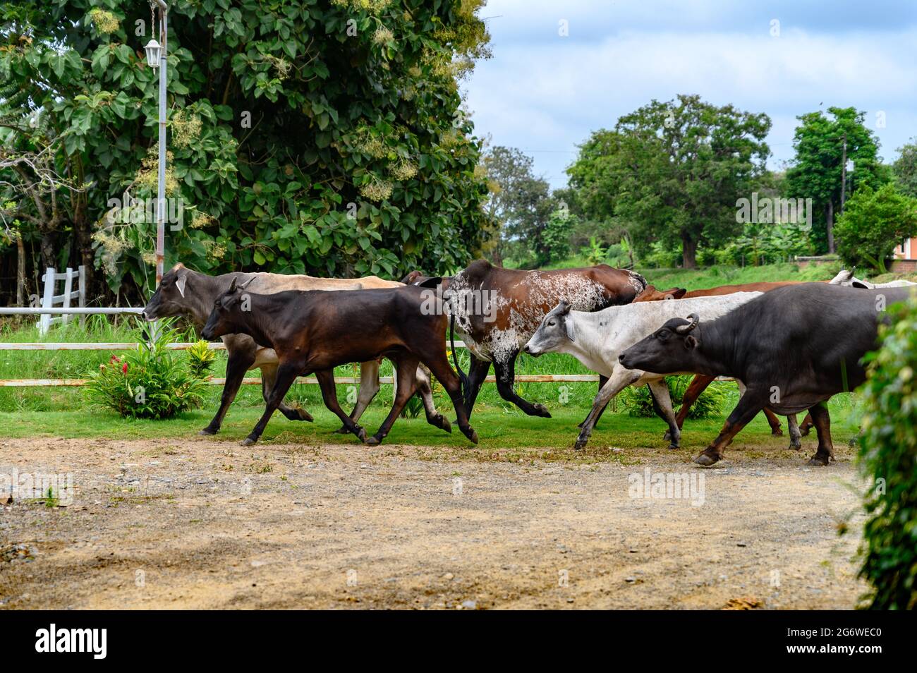 Un groupe de vaches et de taureaux bruns, blancs et noirs marchant vers un corral dans un ranch avec de nombreux arbres en arrière-plan. Jour ensoleillé, personne. Banque D'Images