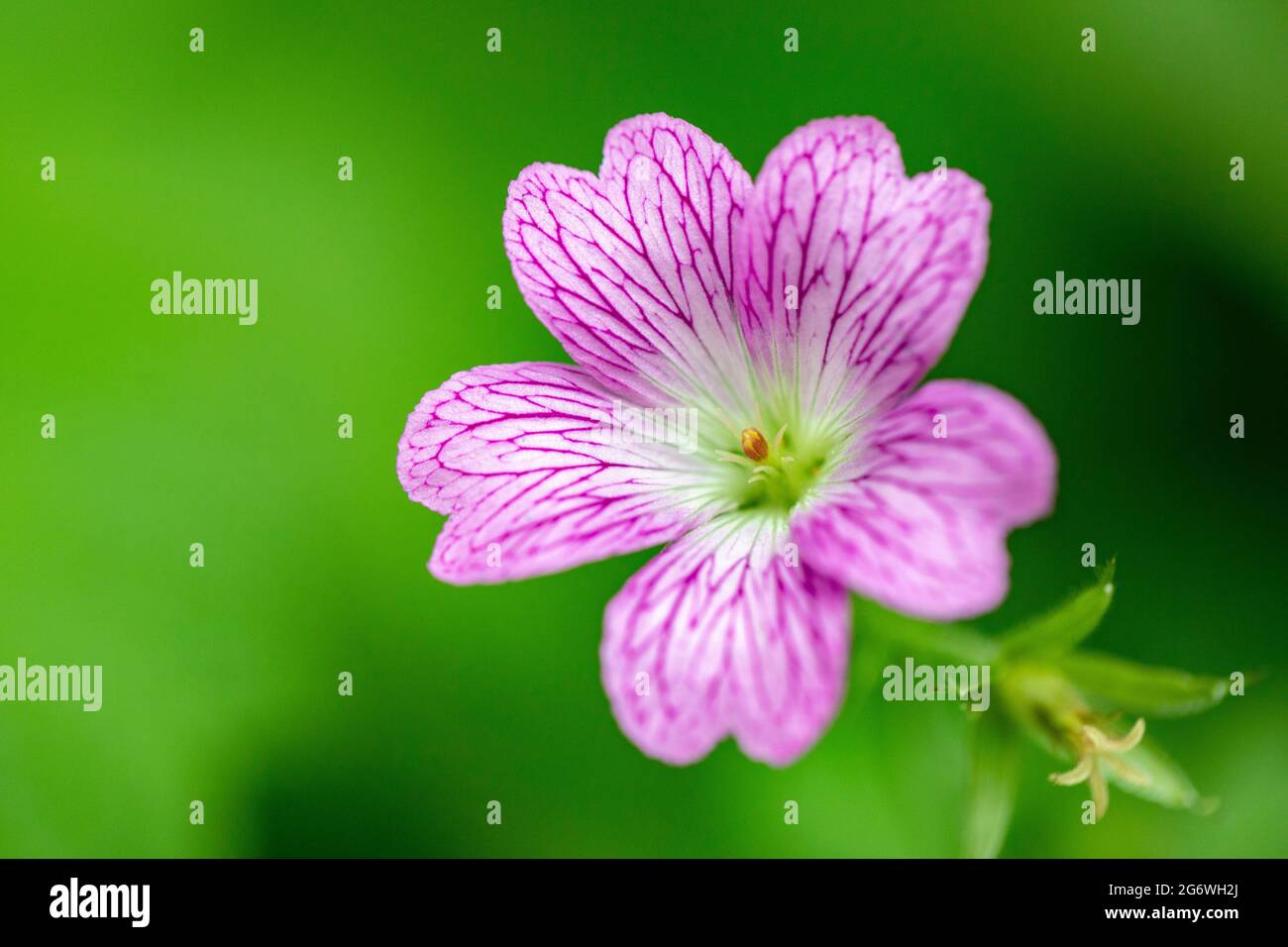 Gros plan d'une fleur de géranium (Cranesbill) - Asheville, Caroline du Nord, États-Unis Banque D'Images