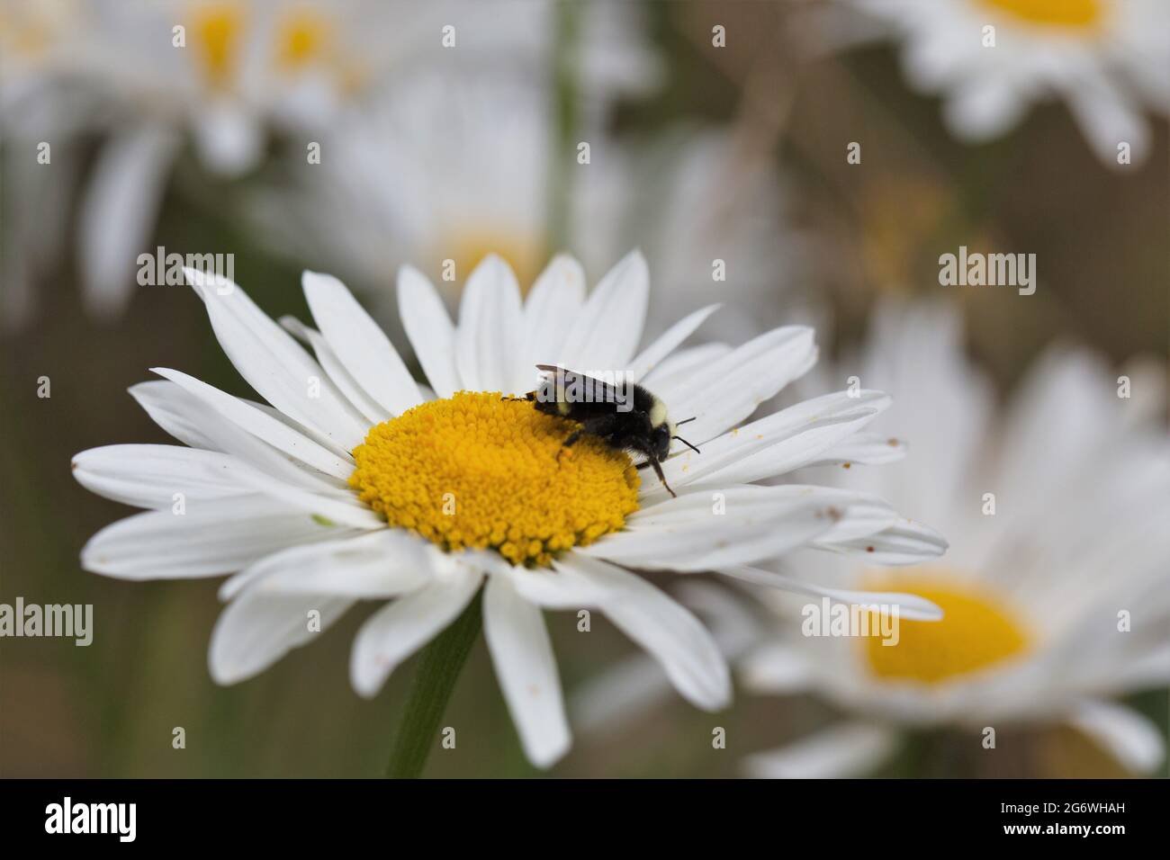 Gros plan d'une abeille sur une fleur de pâquerette. Banque D'Images