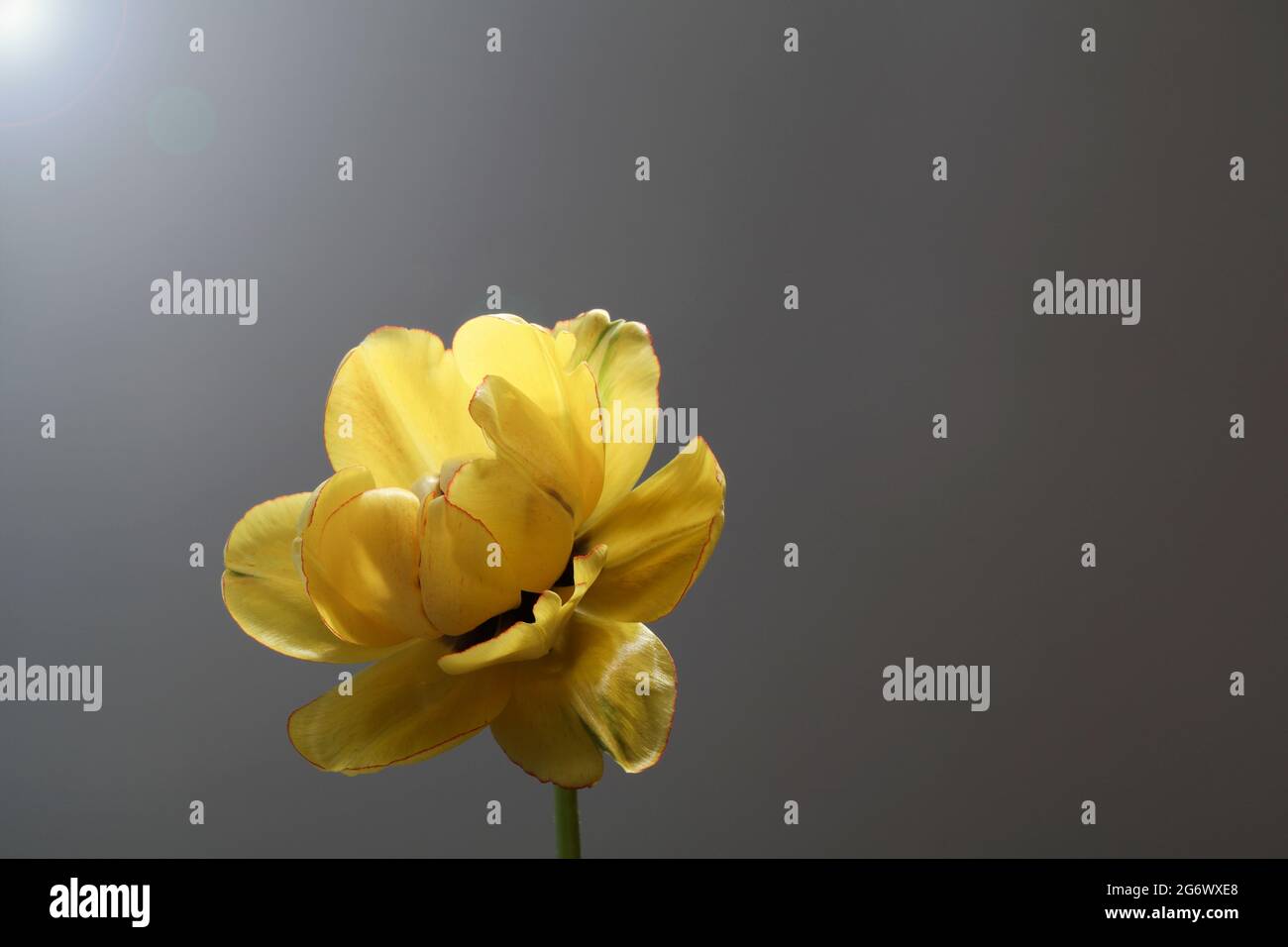 tulipe jaune sur fond gris.espace de copie. design pour carte de vacances. concept de printemps. Contexte pour l'accueil de mariage, la fête des mères, la carte de fête des femmes. Banque D'Images tulipe jaune sur fond gris.espace de copie. design pour carte de vacances. concept de printemps. Contexte pour l'accueil de mariage, la fête des mères, la carte de fête des femmes. Banque D'Images
